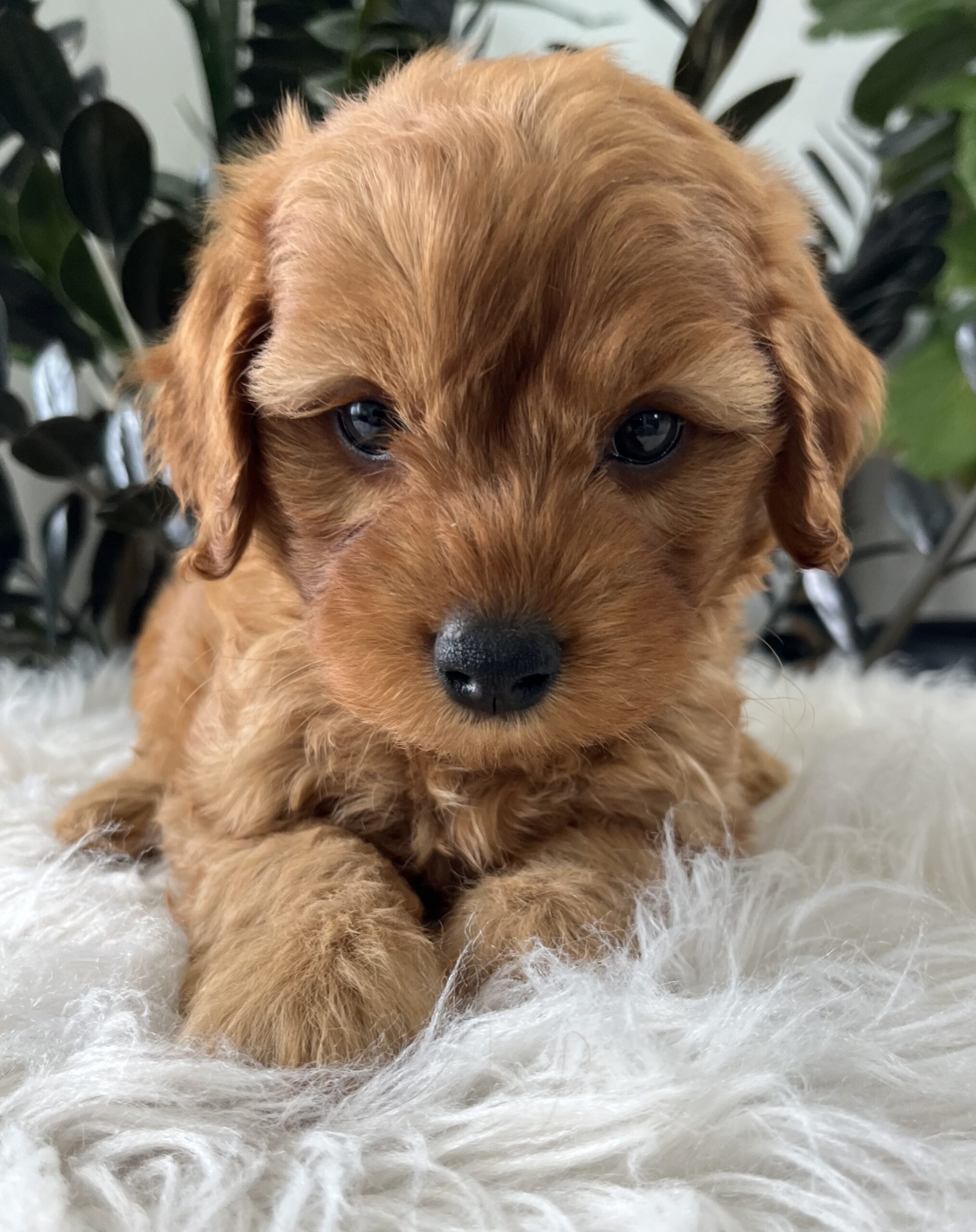 Banjo (F1b mini goldendoodle) - Image 3
