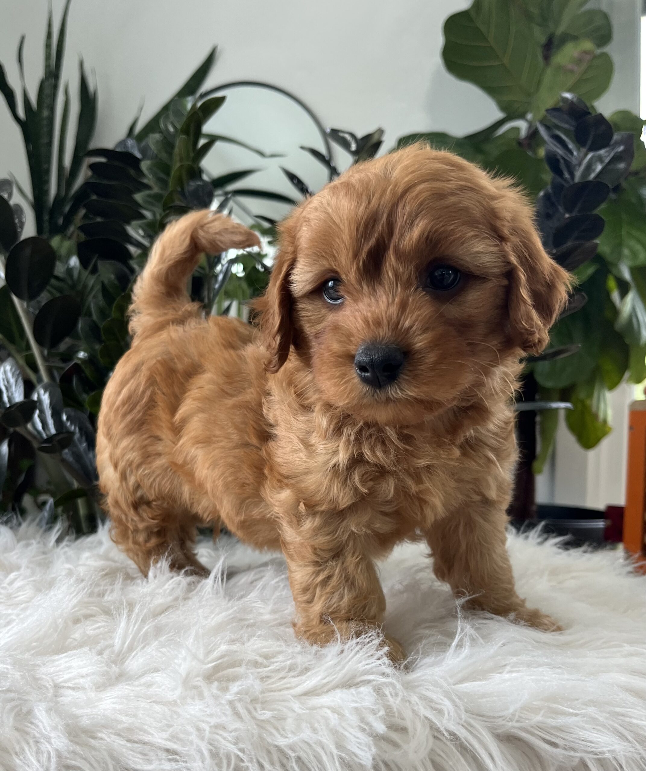 Banjo (F1b mini goldendoodle) - Image 2