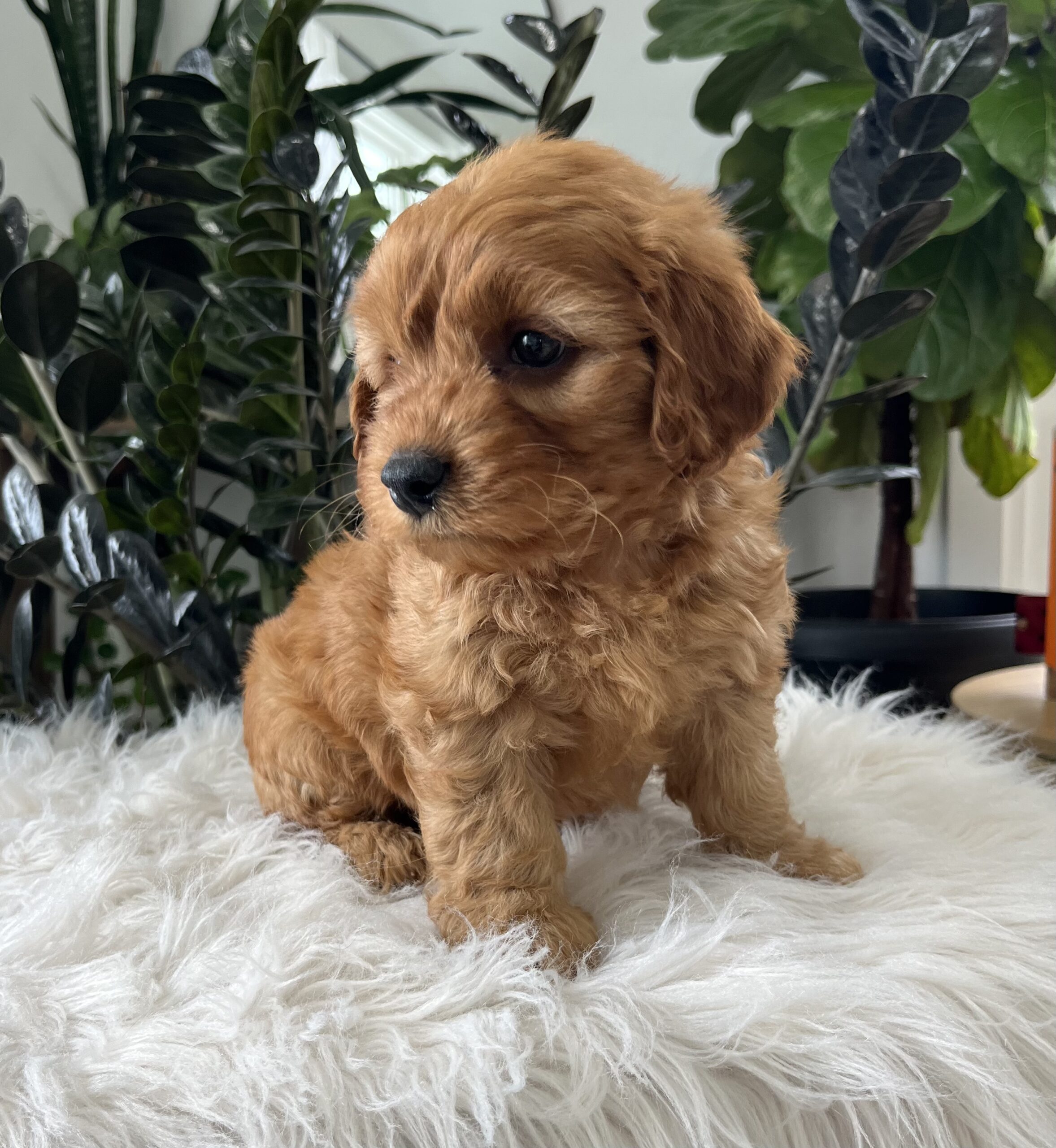 Banjo (F1b mini goldendoodle) - Image 4