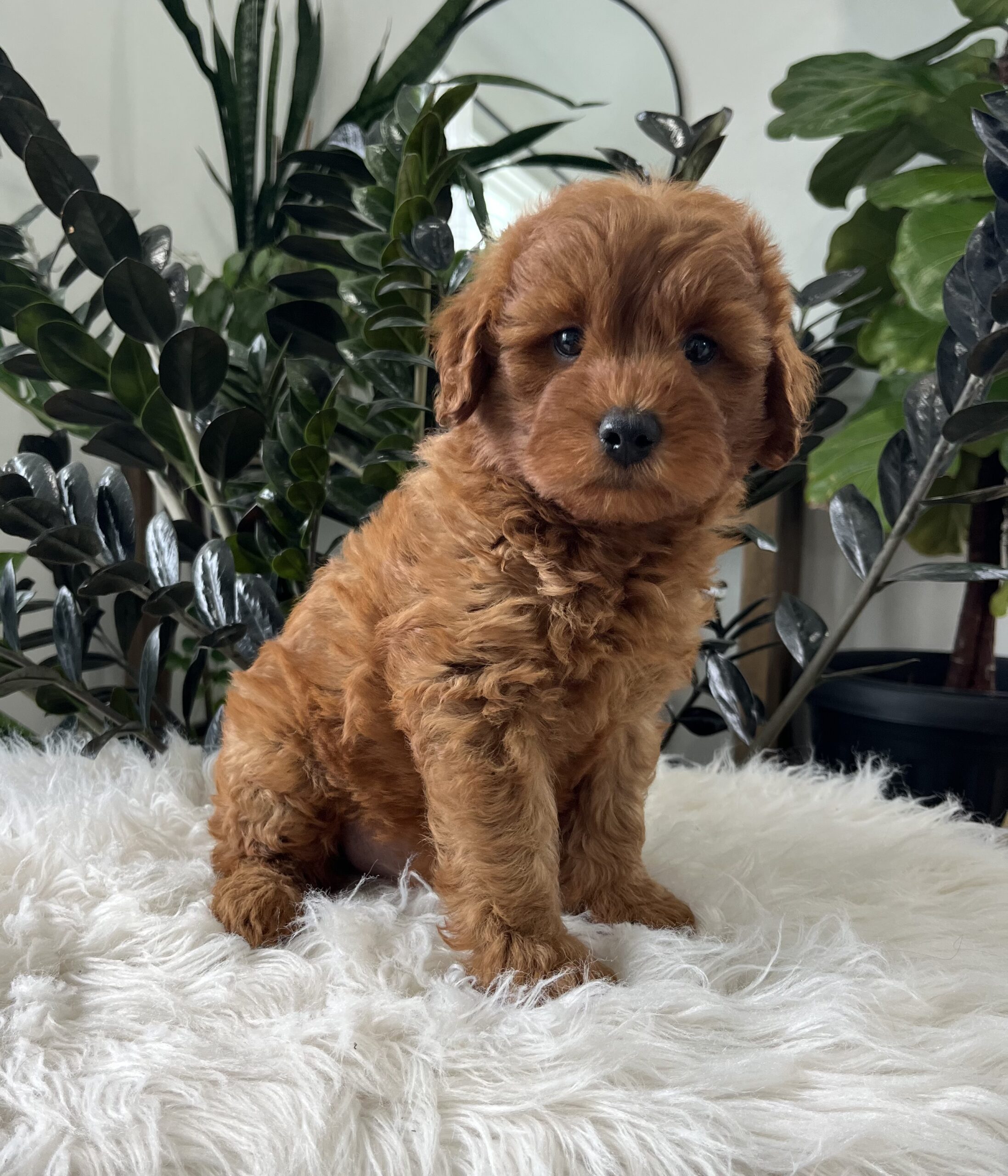 Blazer (F1b mini goldendoodle) - Image 3