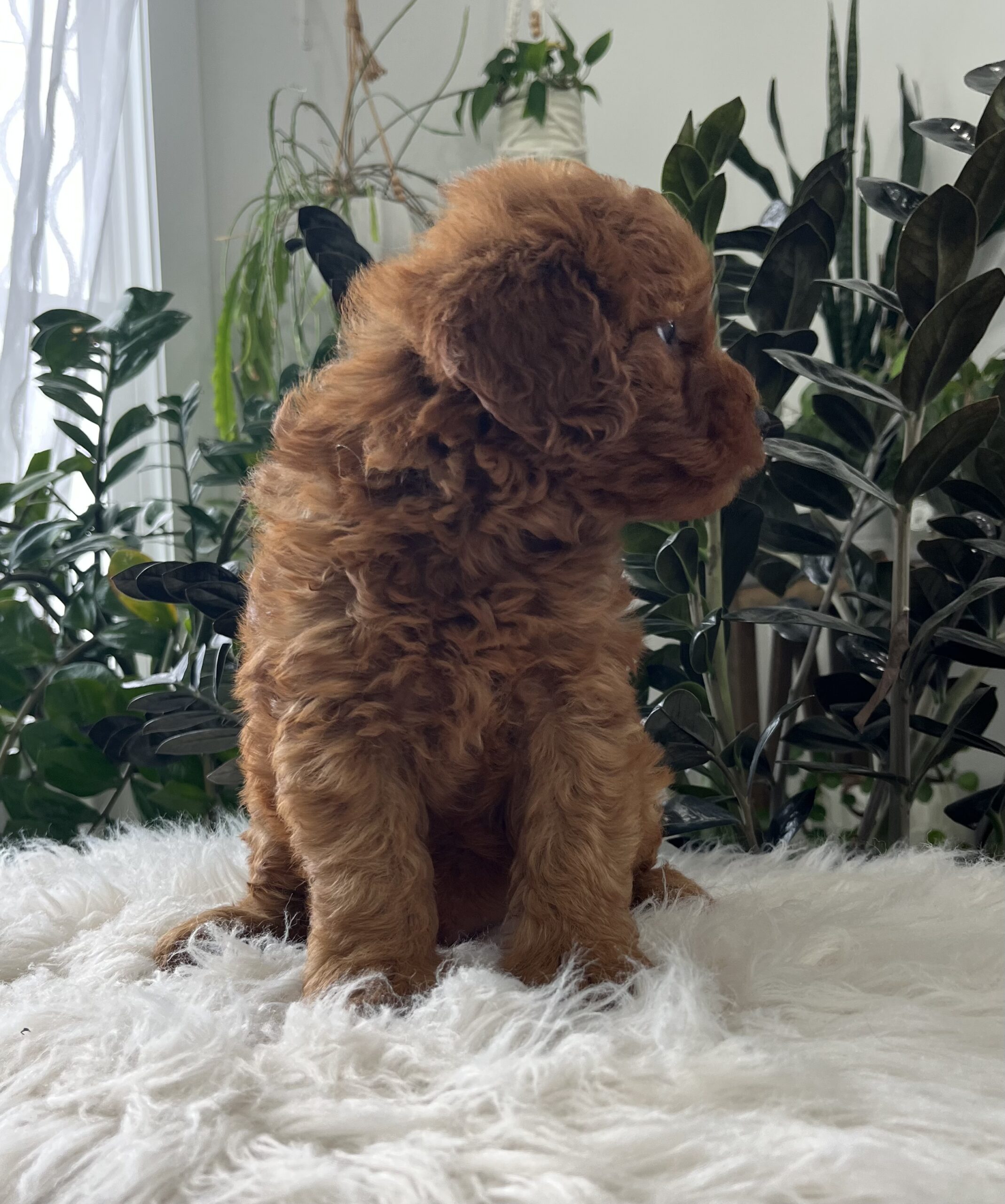 Blazer (F1b mini goldendoodle) - Image 4