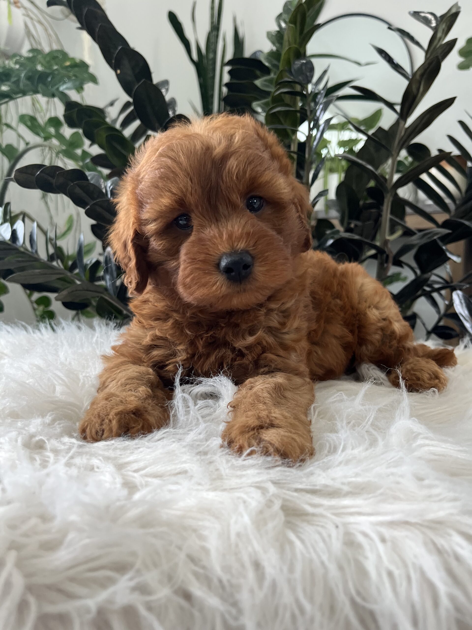 Blazer (F1b mini goldendoodle) - Image 2