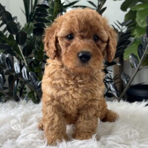 Baya F1b mini goldendoodle