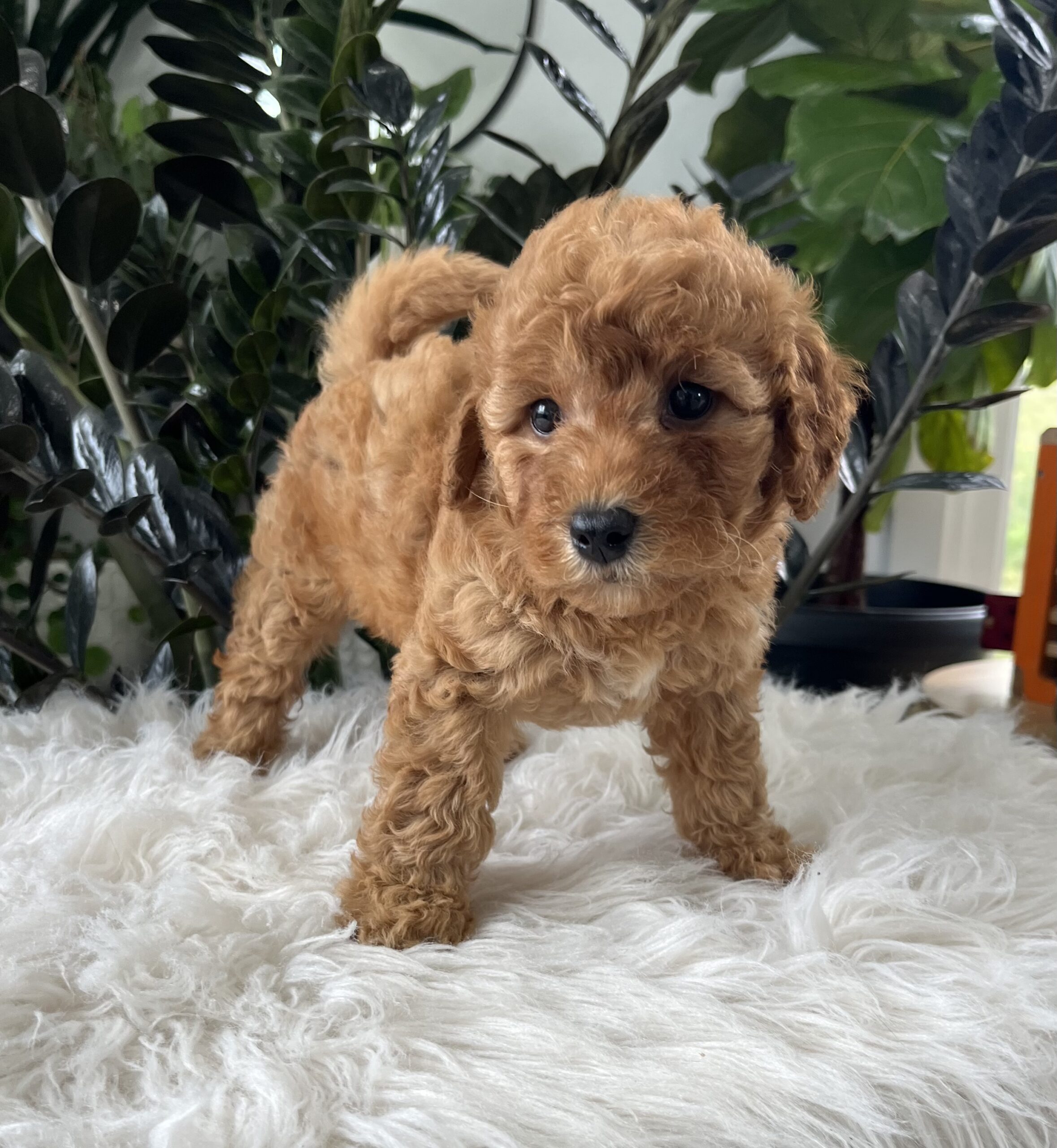 Button (F1b mini goldendoodle) - Image 5