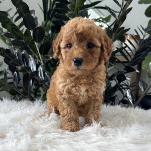 Button mini goldendoodle