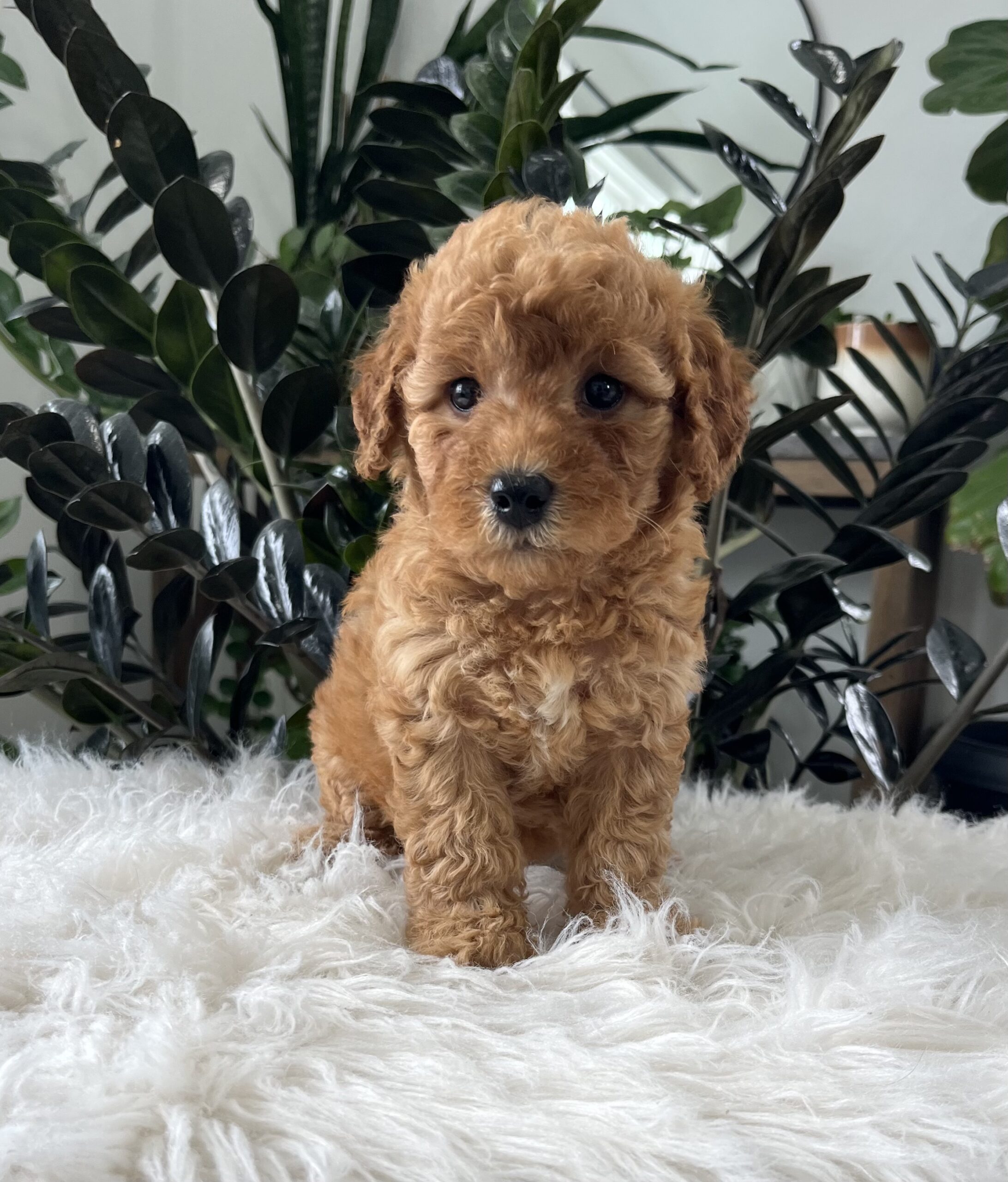 Button mini goldendoodle