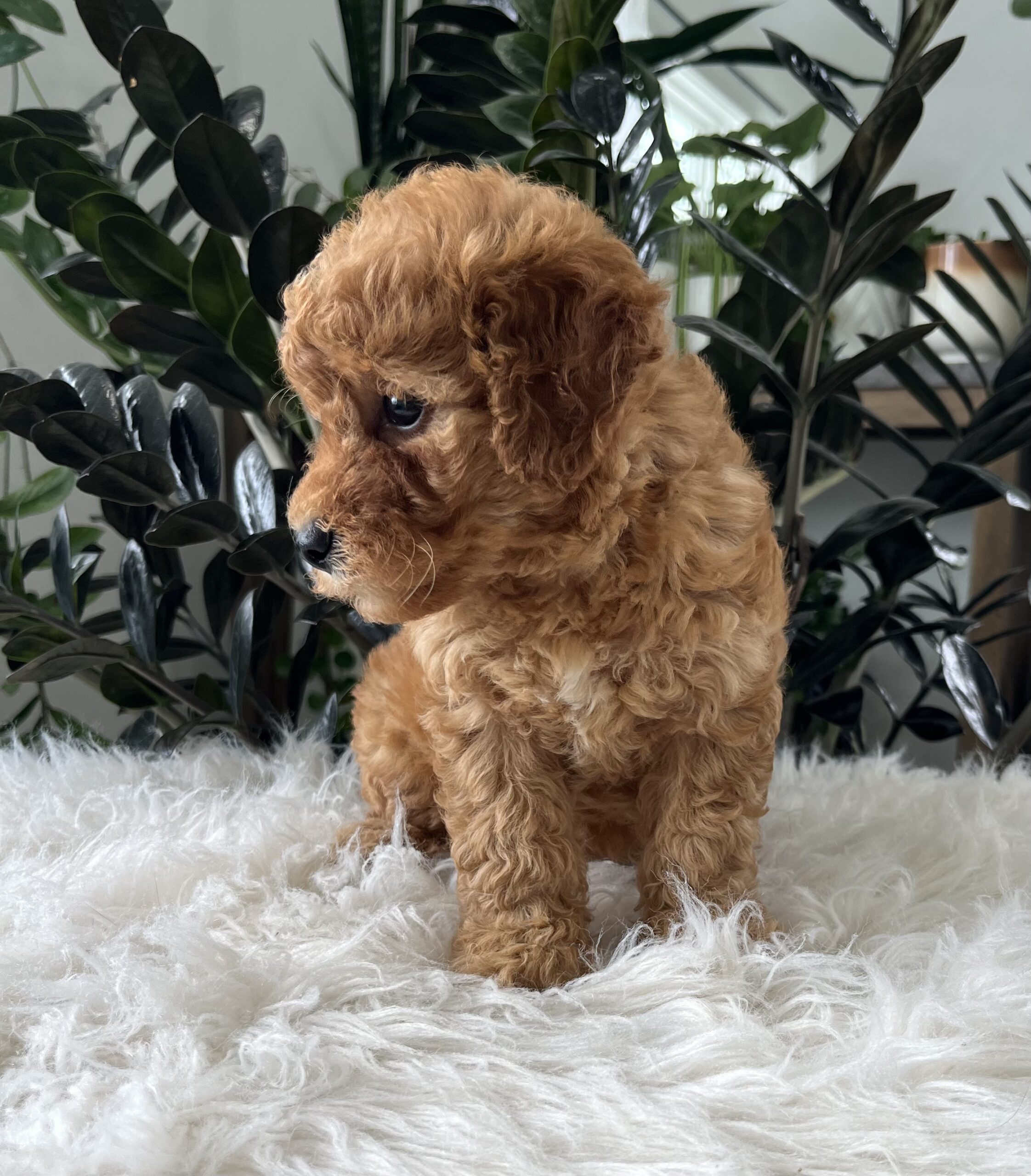 Button (F1b mini goldendoodle) - Image 3