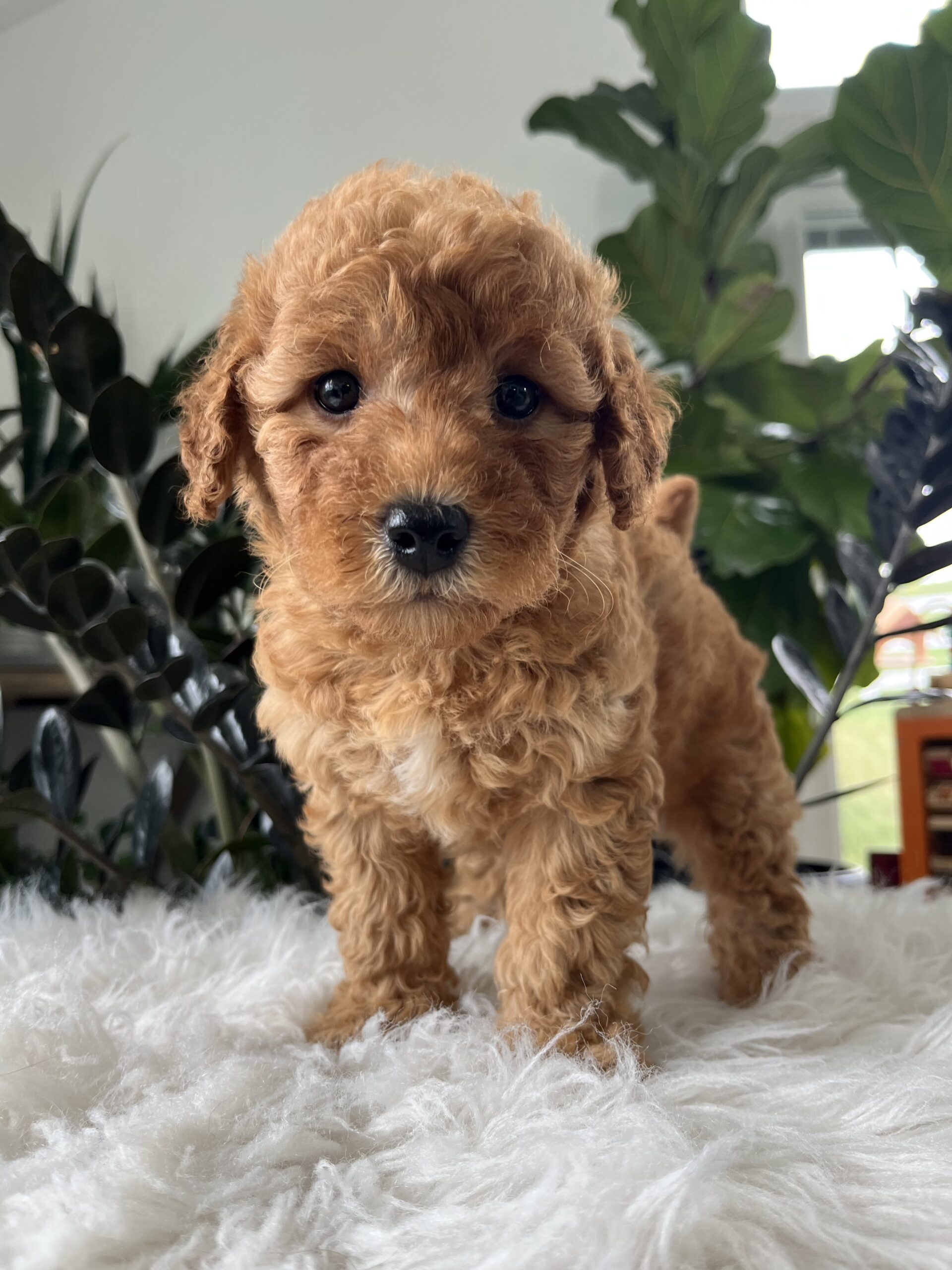 Button (F1b mini goldendoodle) - Image 4