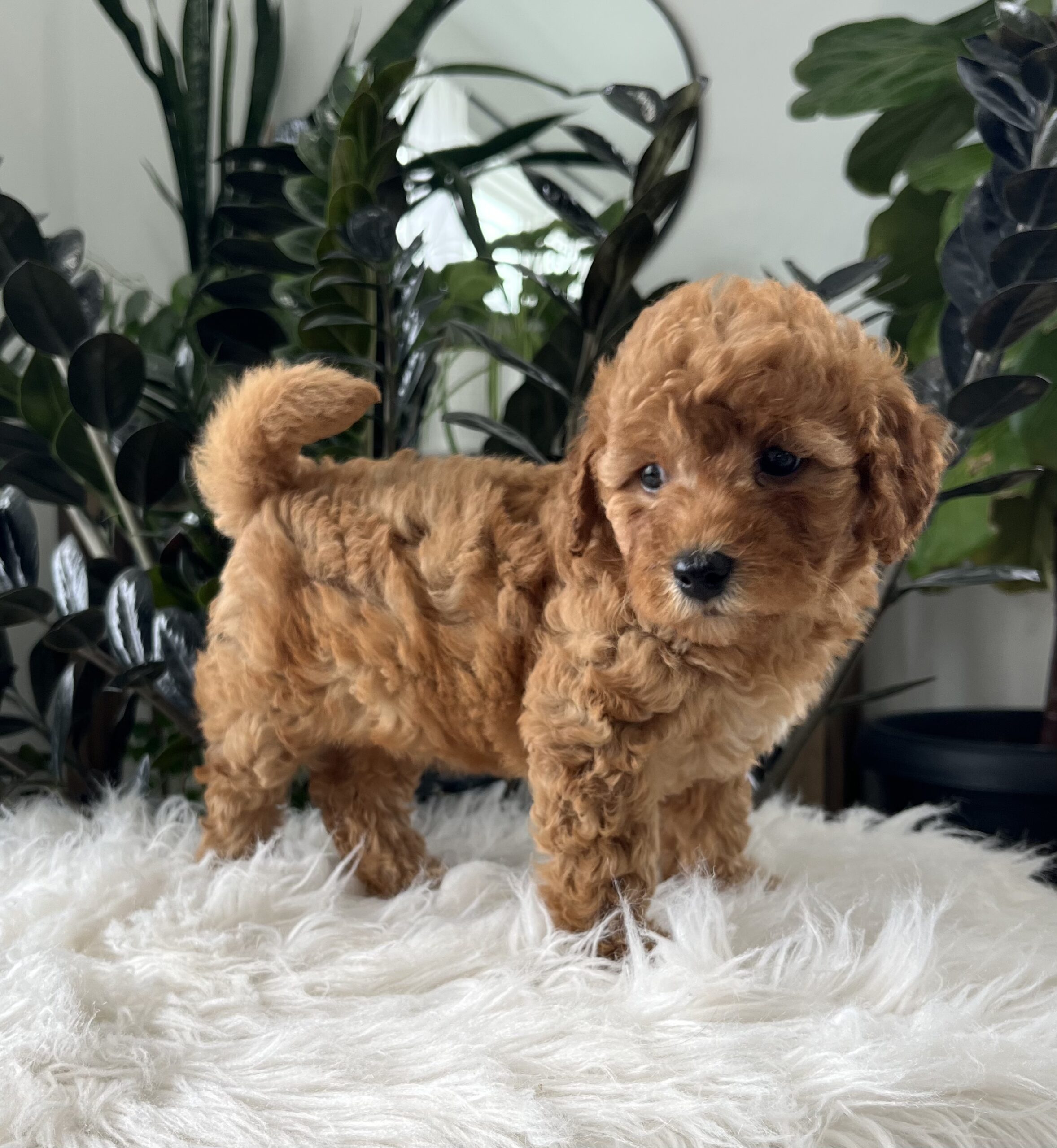 Button (F1b mini goldendoodle) - Image 6