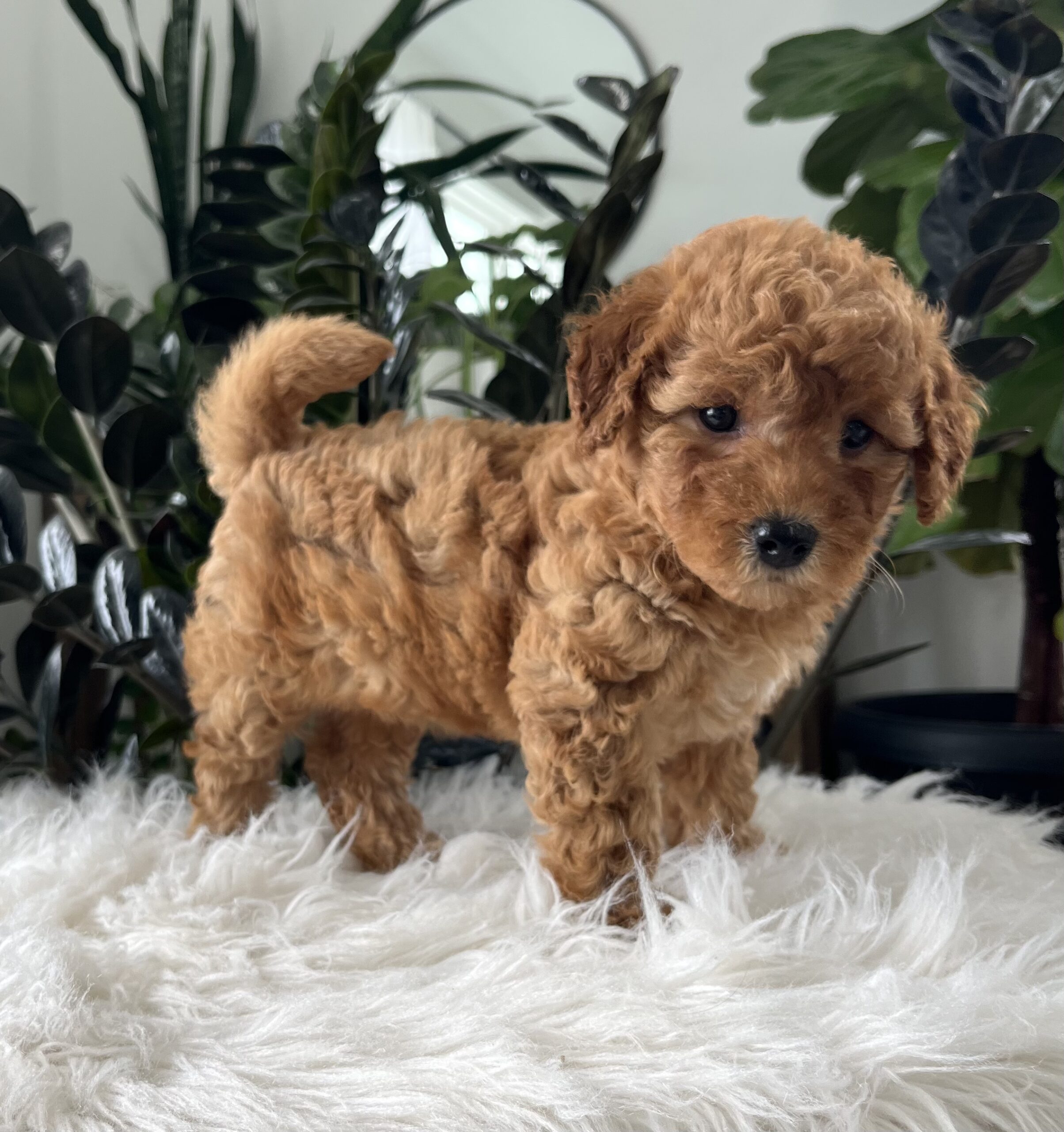 Button (F1b mini goldendoodle) - Image 2