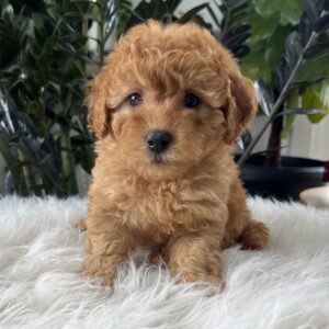 goldendoodle