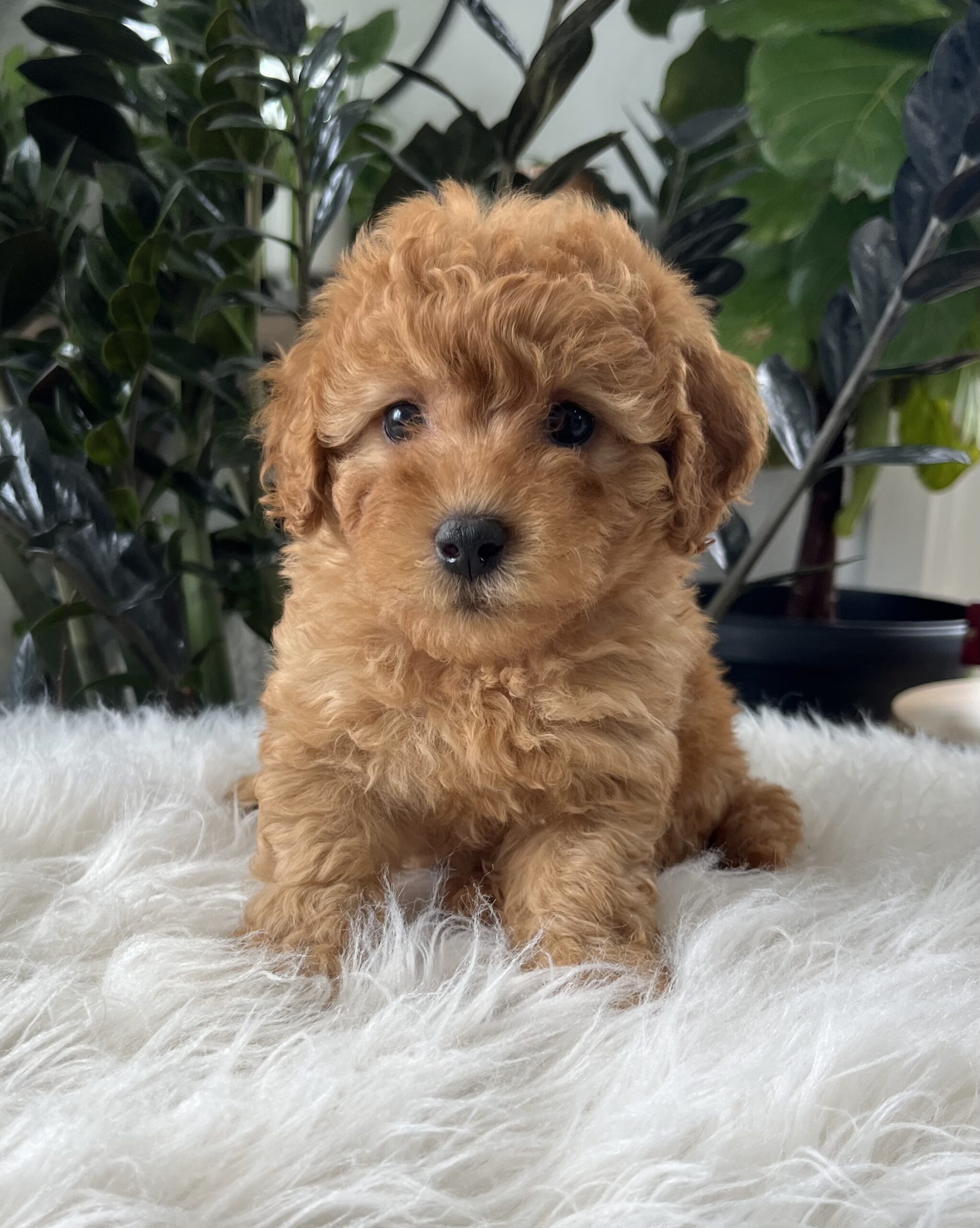 goldendoodle