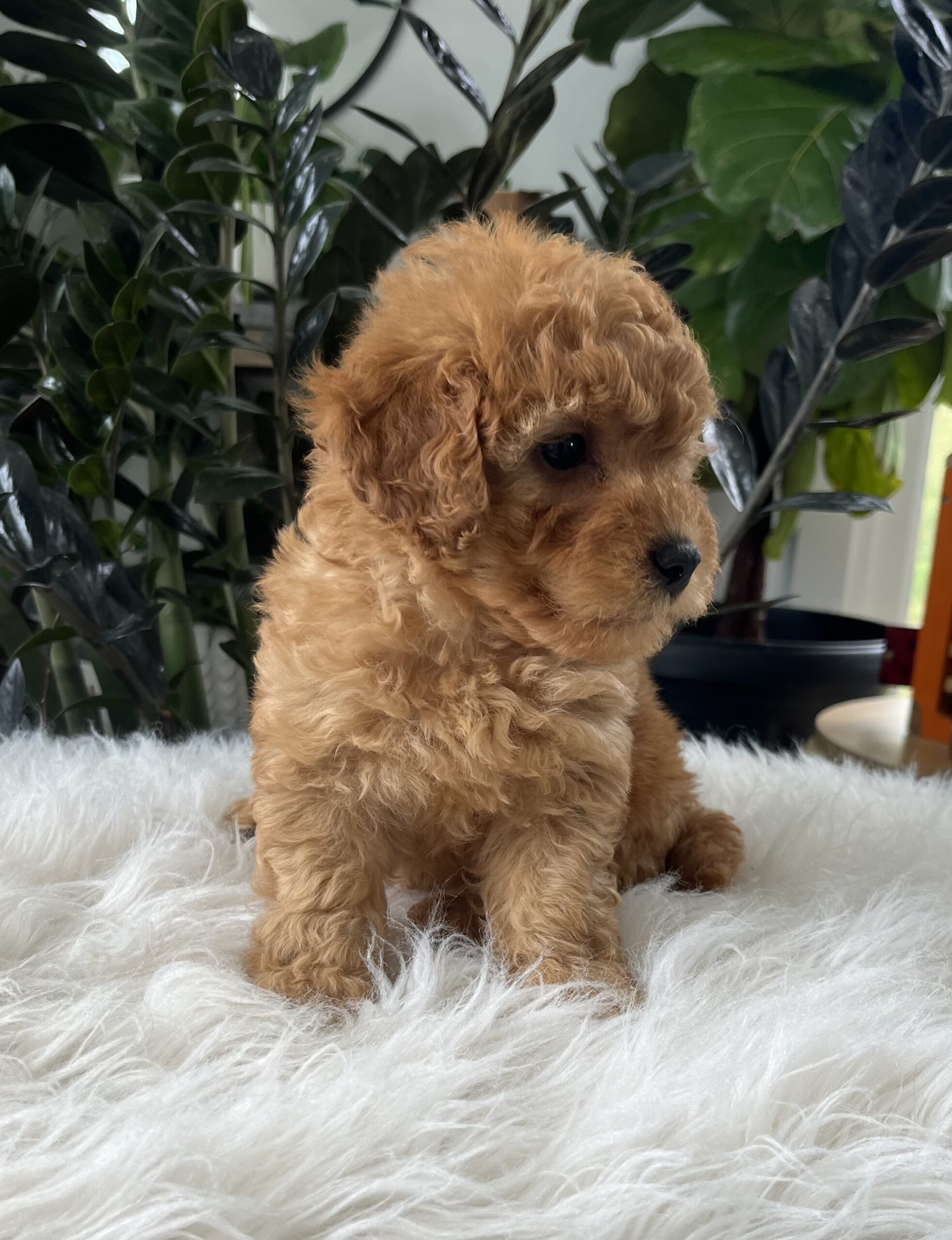 Belle(F1b mini goldendoodle) - Image 4