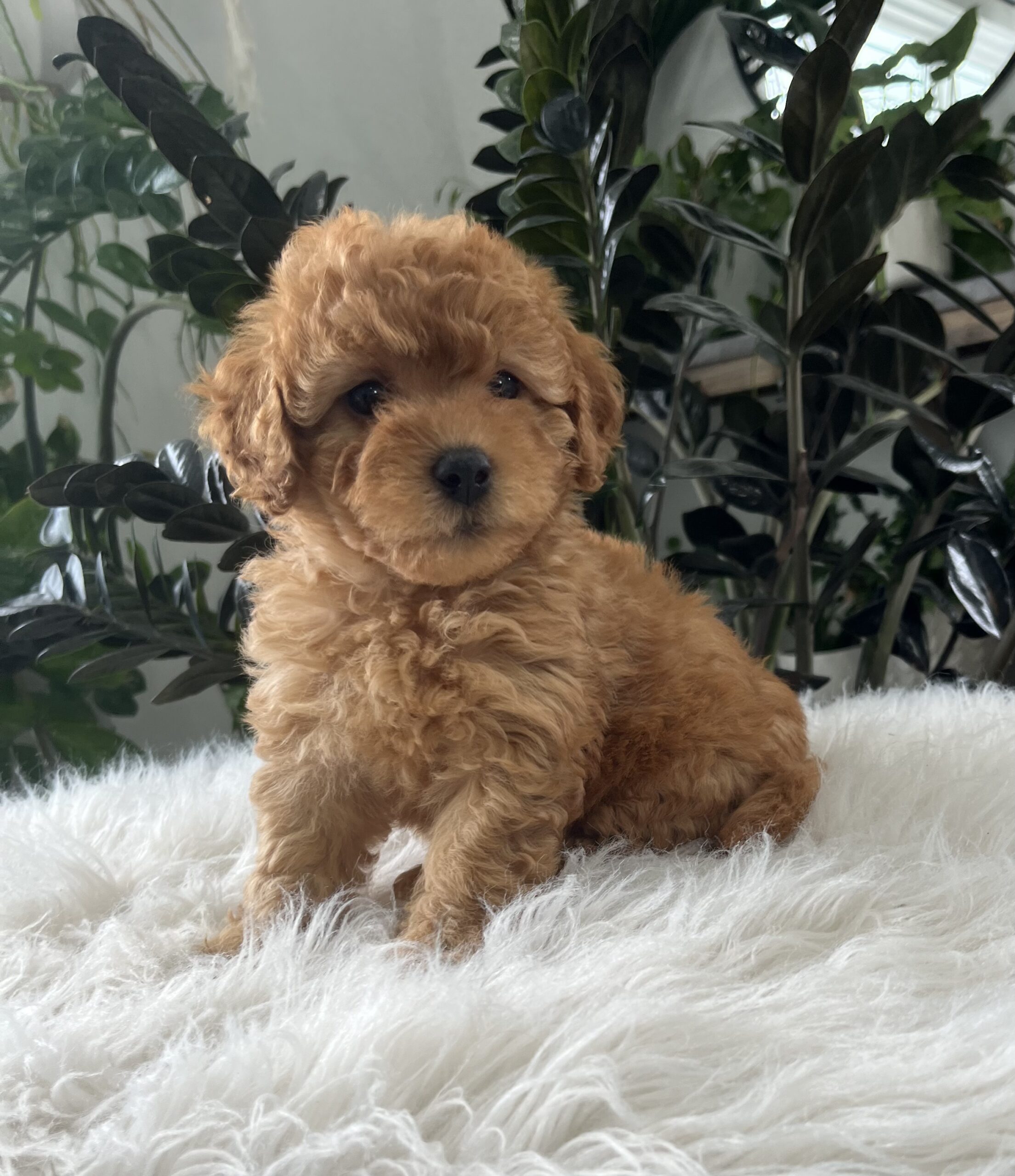 Belle(F1b mini goldendoodle) - Image 2