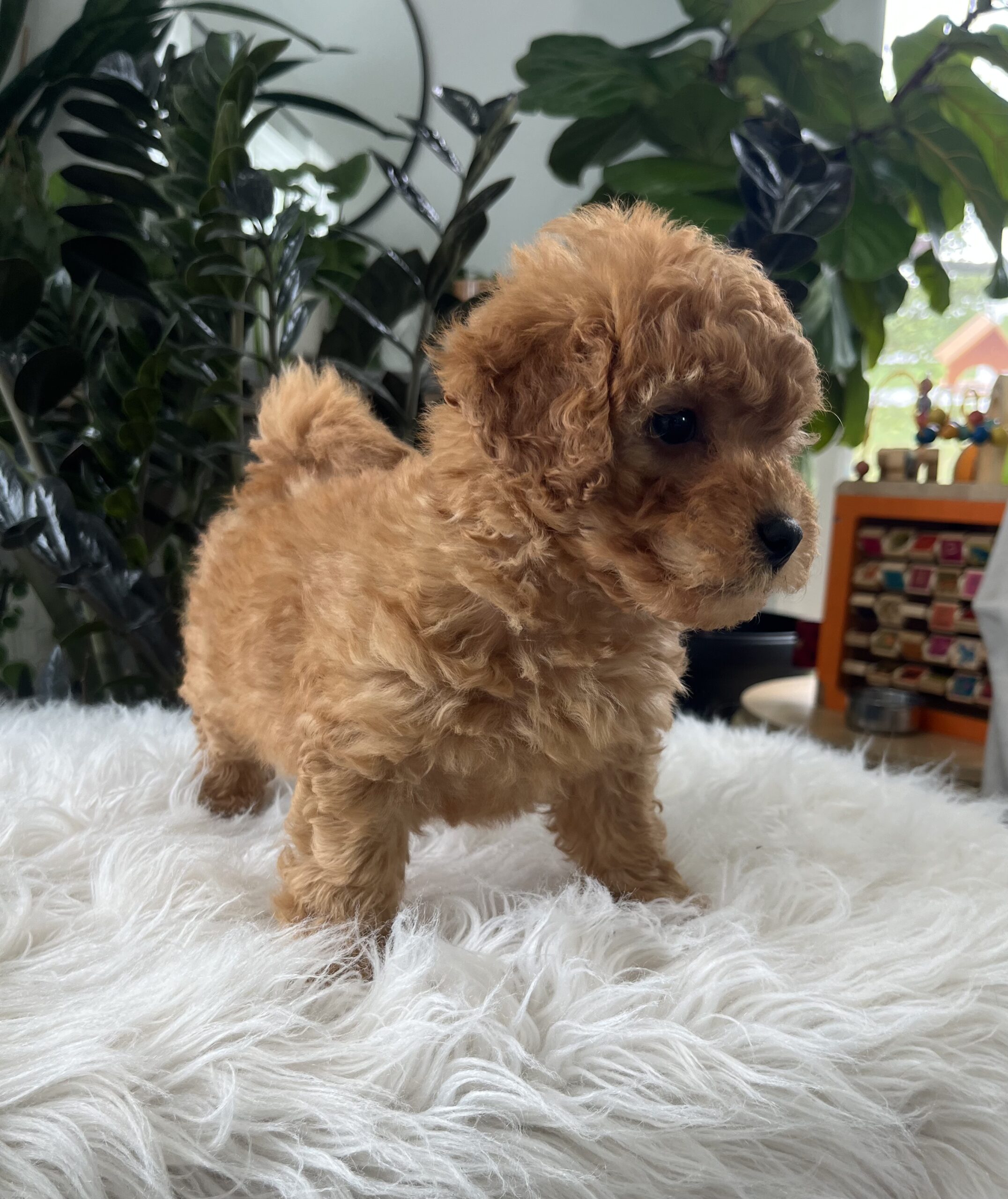 Belle(F1b mini goldendoodle) - Image 5