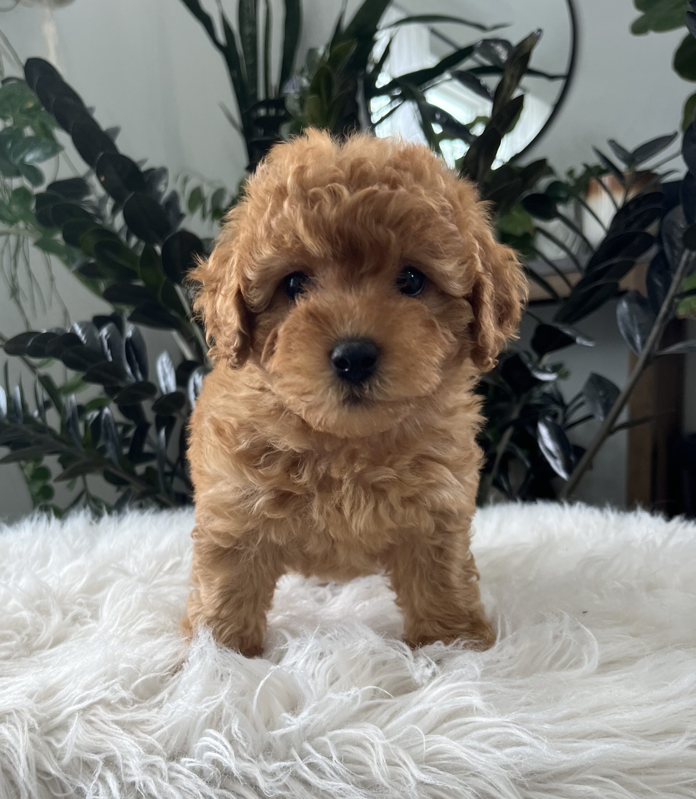 Belle(F1b mini goldendoodle) - Image 3