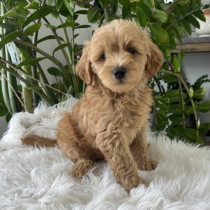 F1b mini goldendoodle