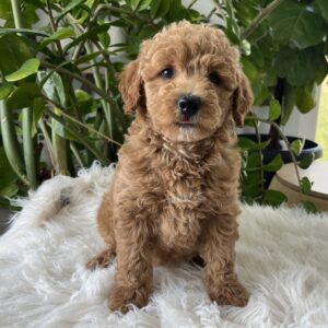 mini goldendoodle