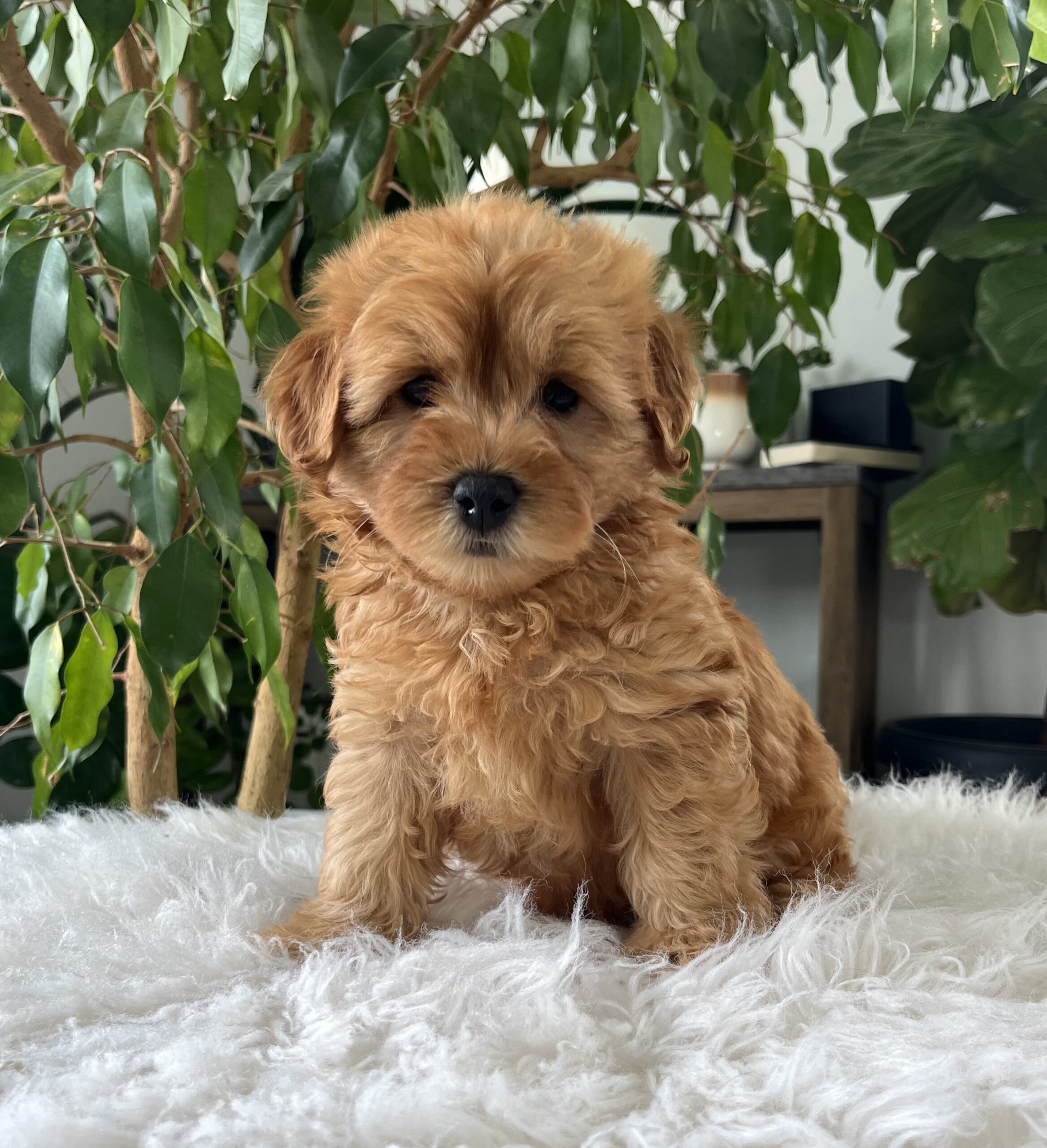 Chico (f1b mini goldendoodle) - Image 4