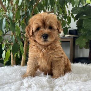 mini goldendoodle