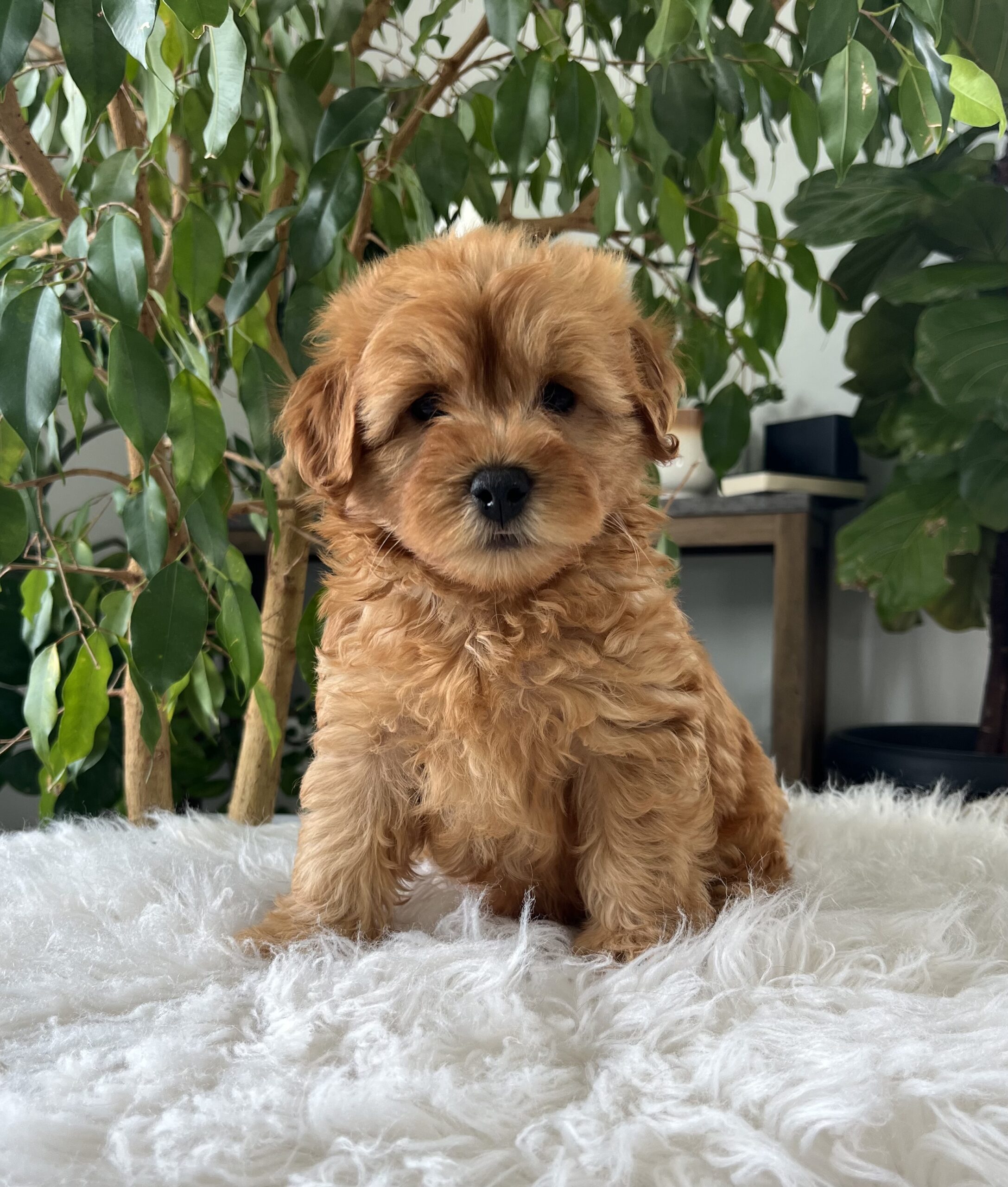mini goldendoodle