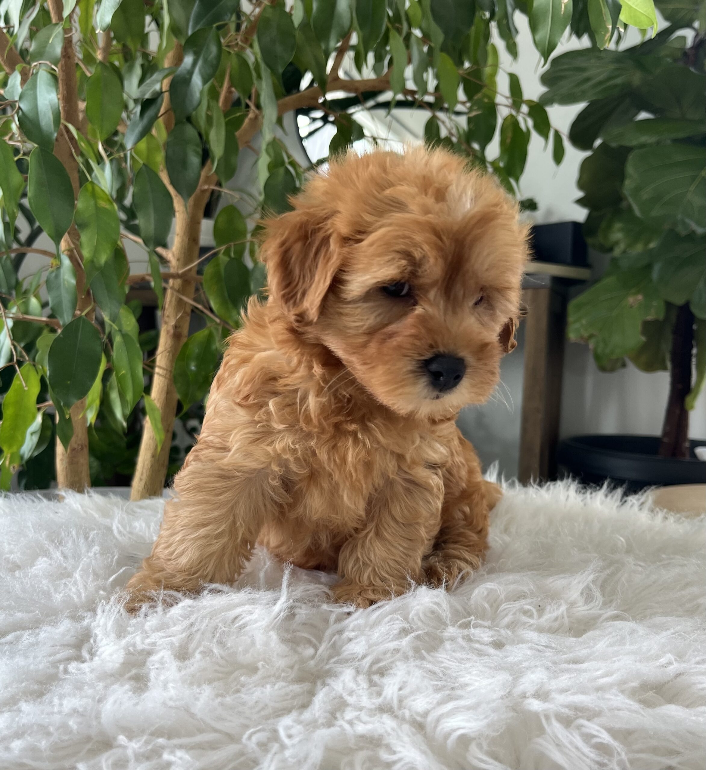 Chico (f1b mini goldendoodle) - Image 5