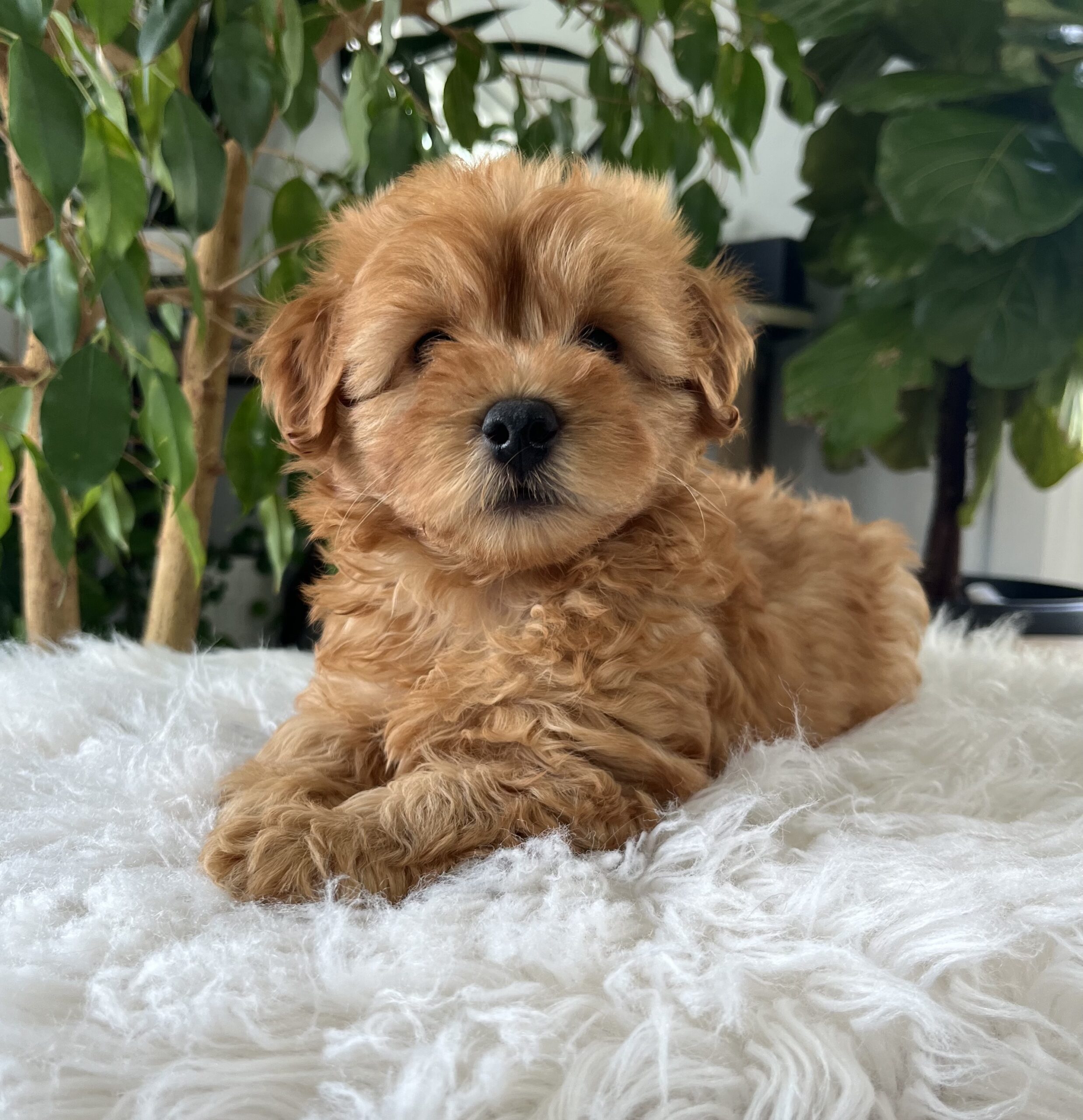 Chico (f1b mini goldendoodle) - Image 2