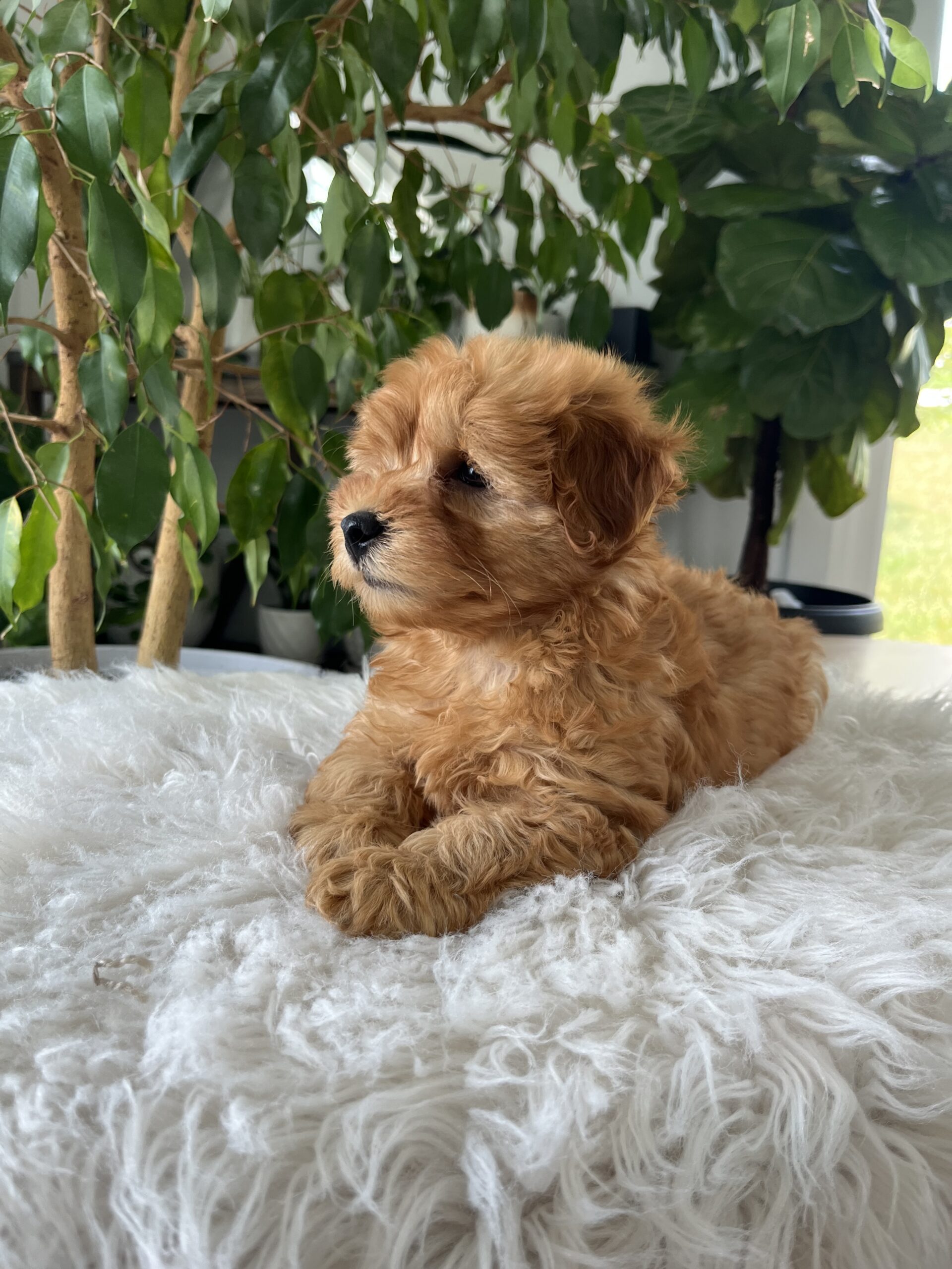 Chico (f1b mini goldendoodle) - Image 6