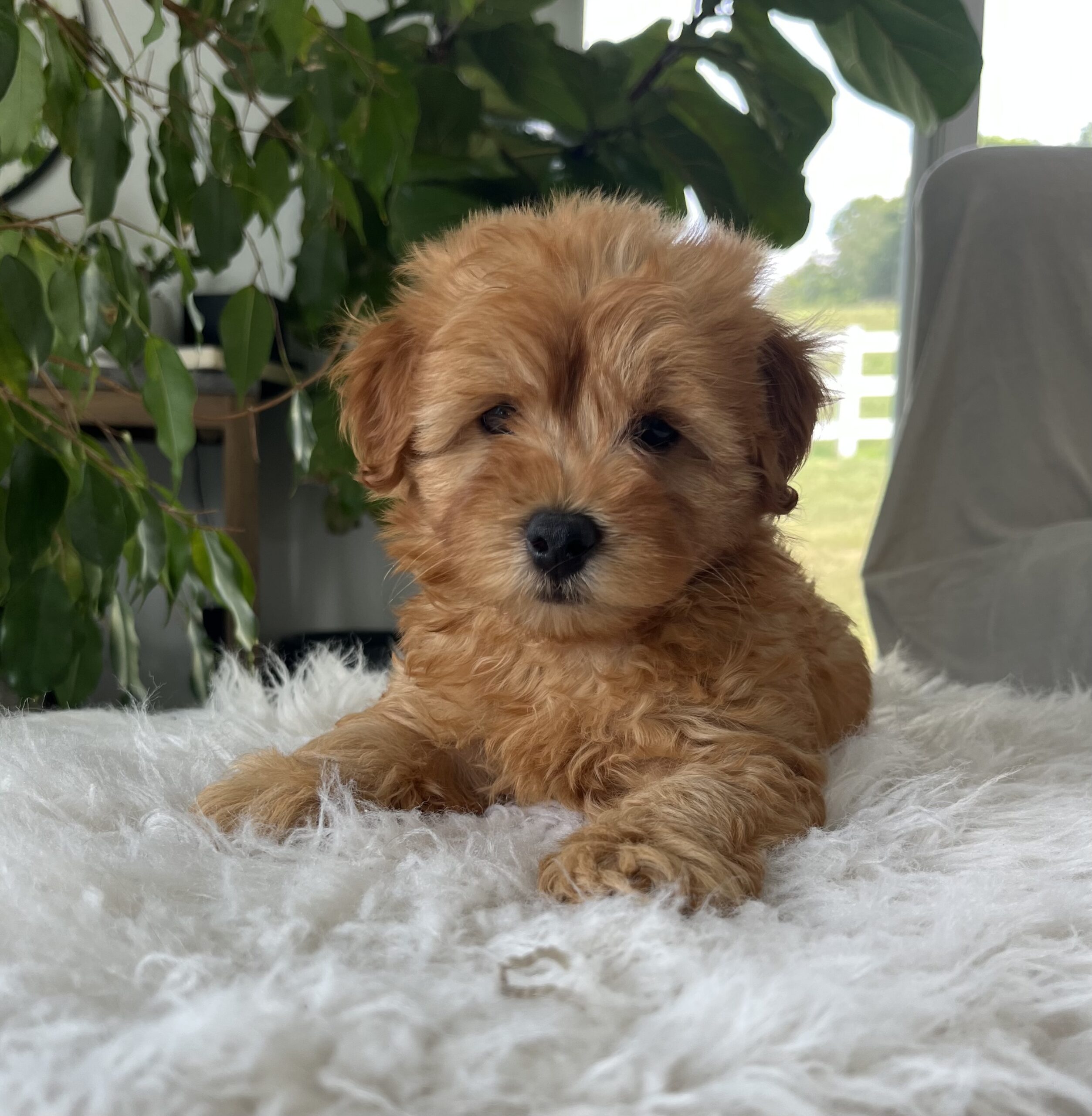 Chico (f1b mini goldendoodle) - Image 3