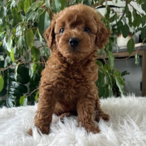 Goldendoodle