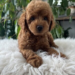 Como F1B Mini Goldendoodle