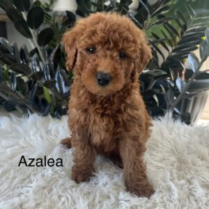 mini goldendoodle