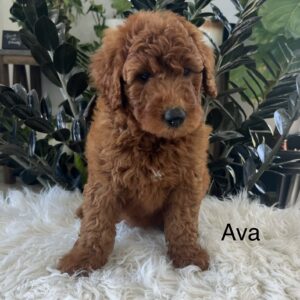 Ava