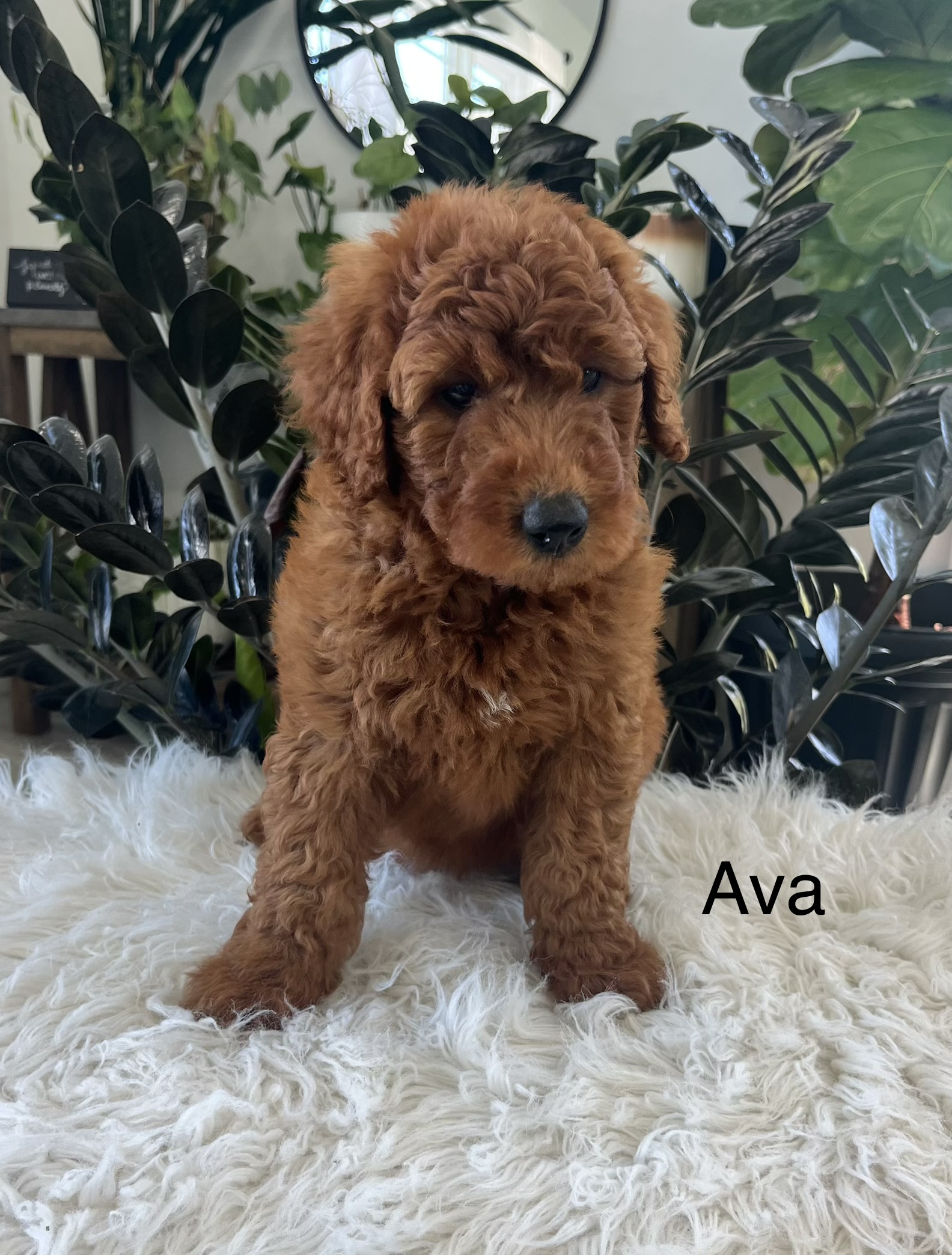Ava