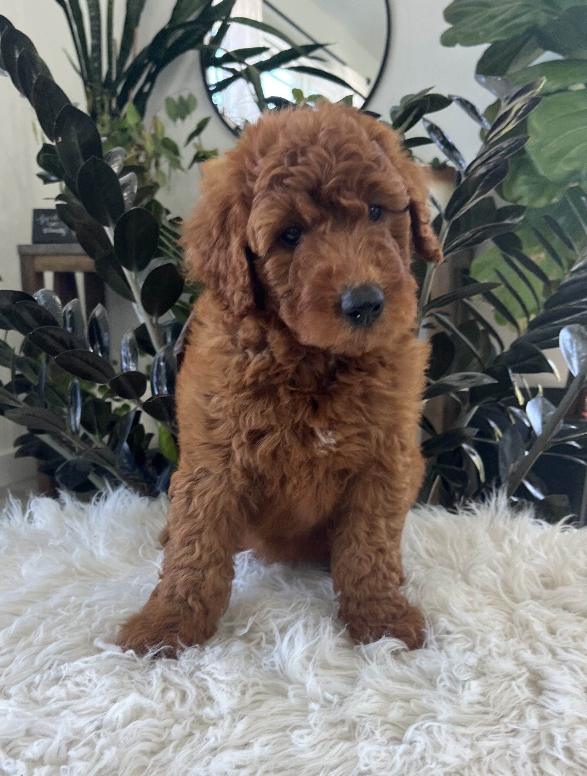 Ava (F1b mini goldendoodle) - Image 2