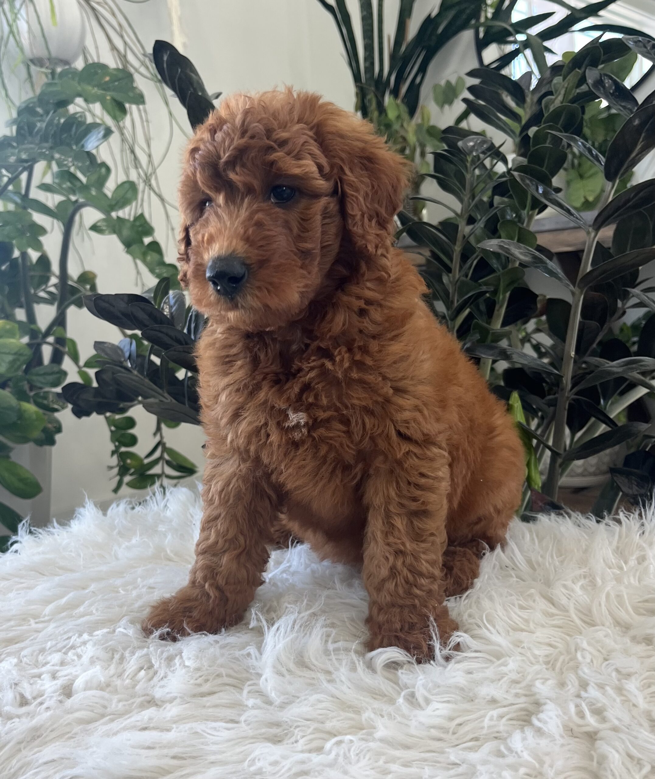Ava (F1b mini goldendoodle) - Image 5