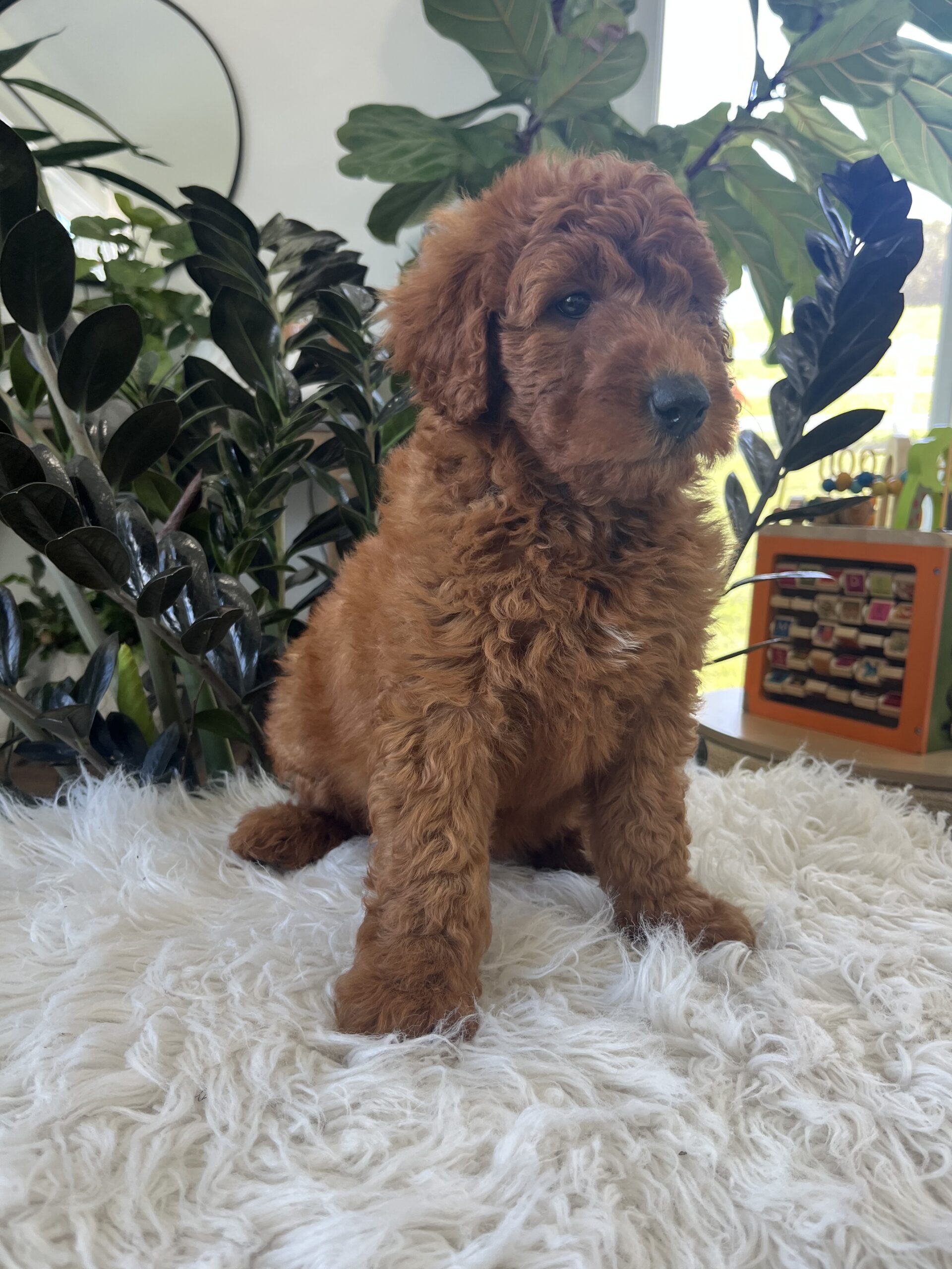 Ava (F1b mini goldendoodle) - Image 3