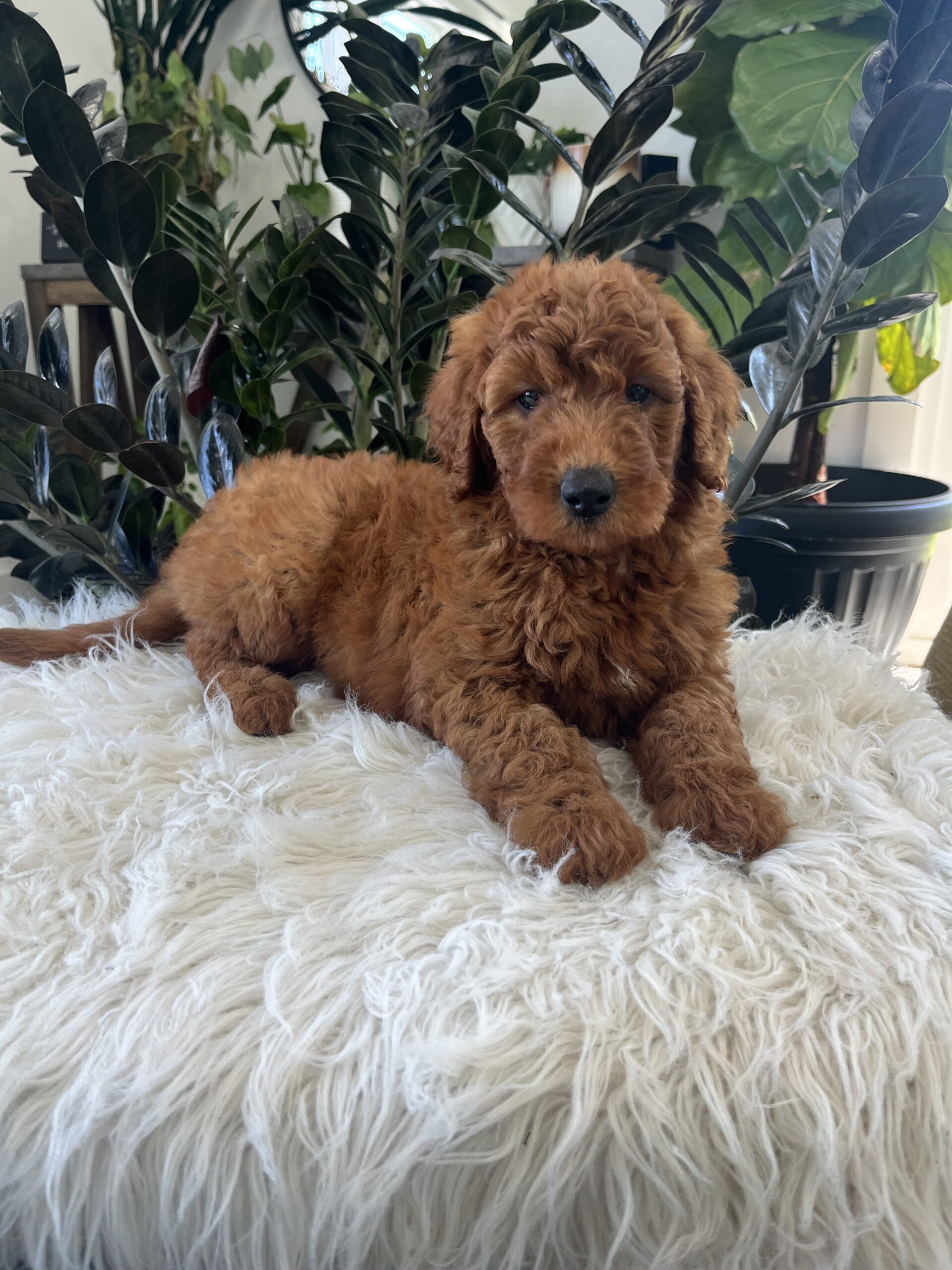 Ava (F1b mini goldendoodle) - Image 6