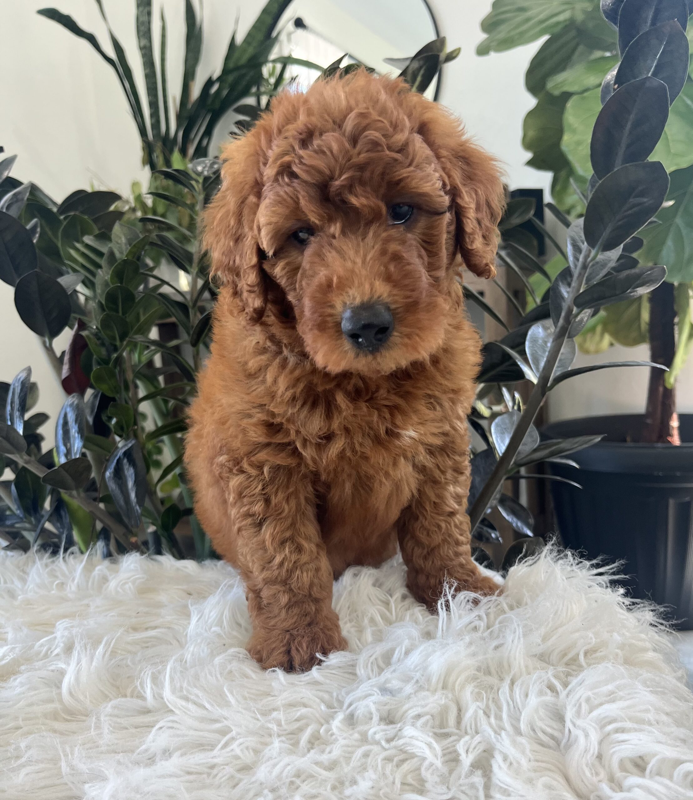 Ava (F1b mini goldendoodle) - Image 4