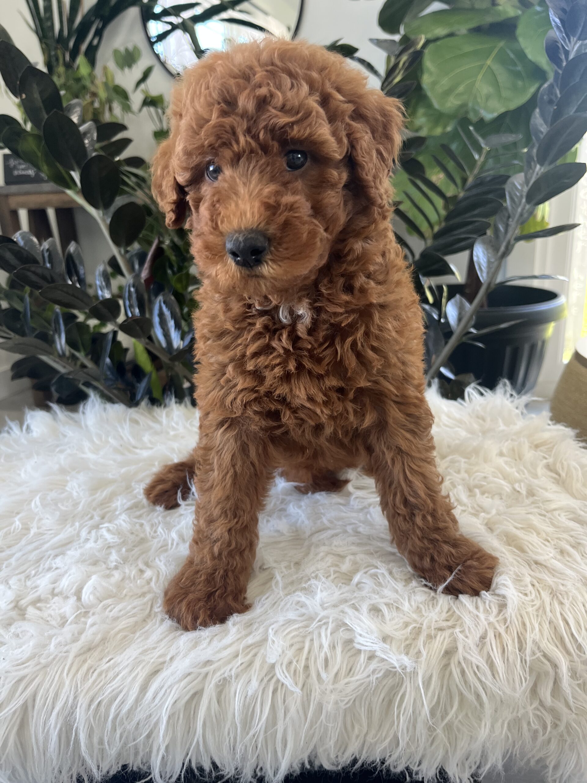 Amelia (F1b mini goldendoodle) - Image 3