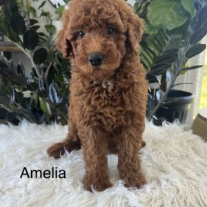 Amelia