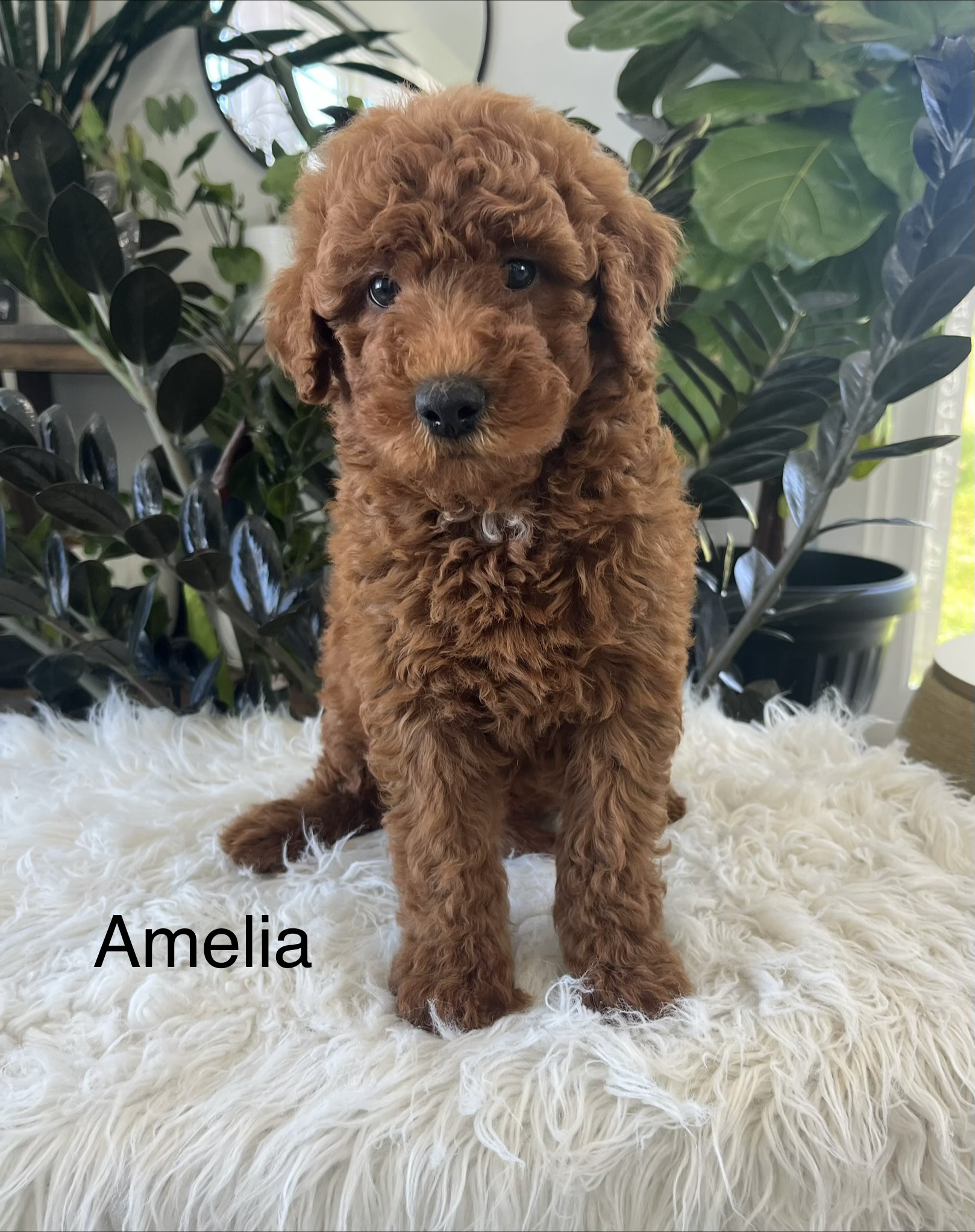Amelia