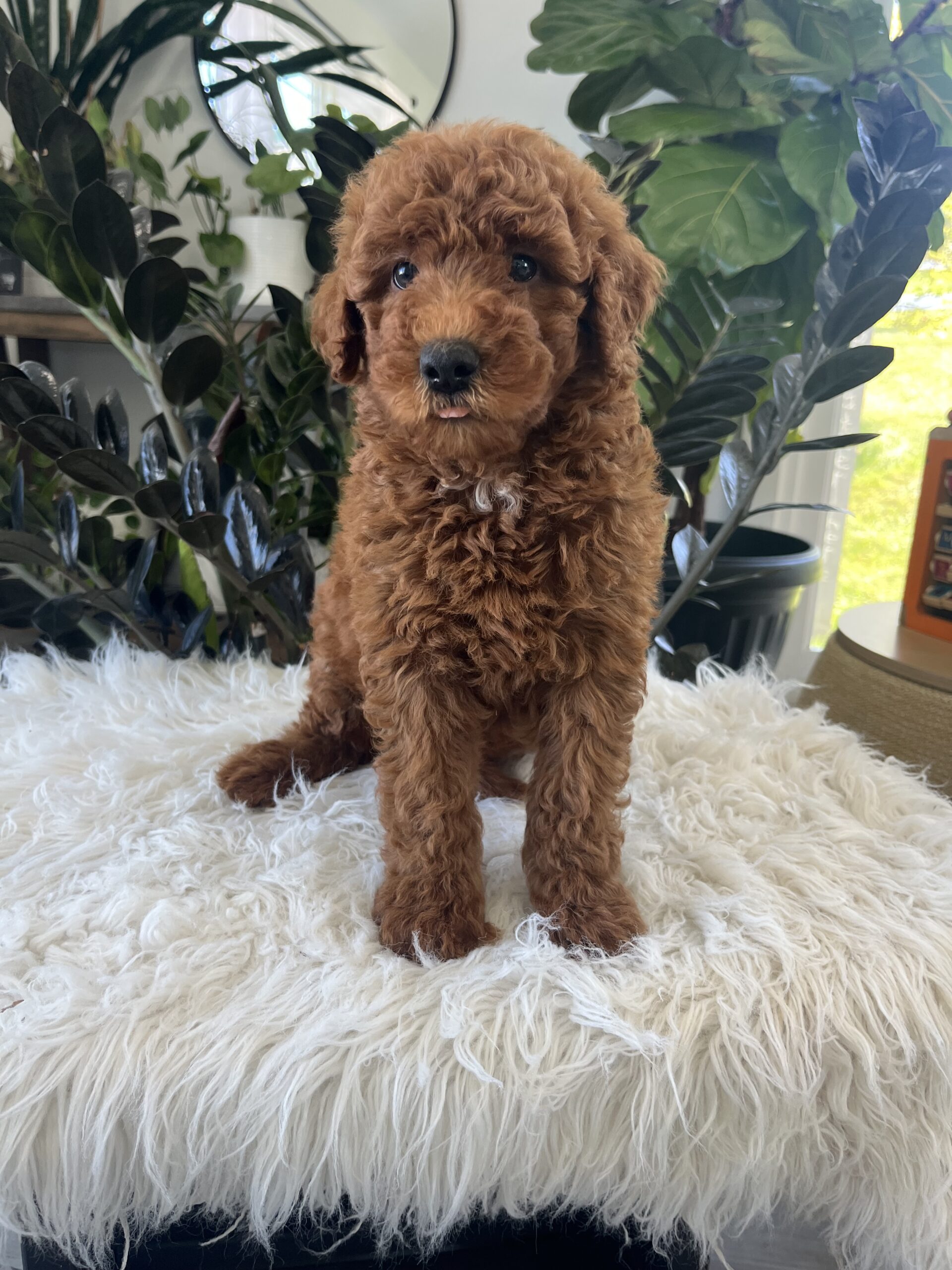 Amelia (F1b mini goldendoodle) - Image 4