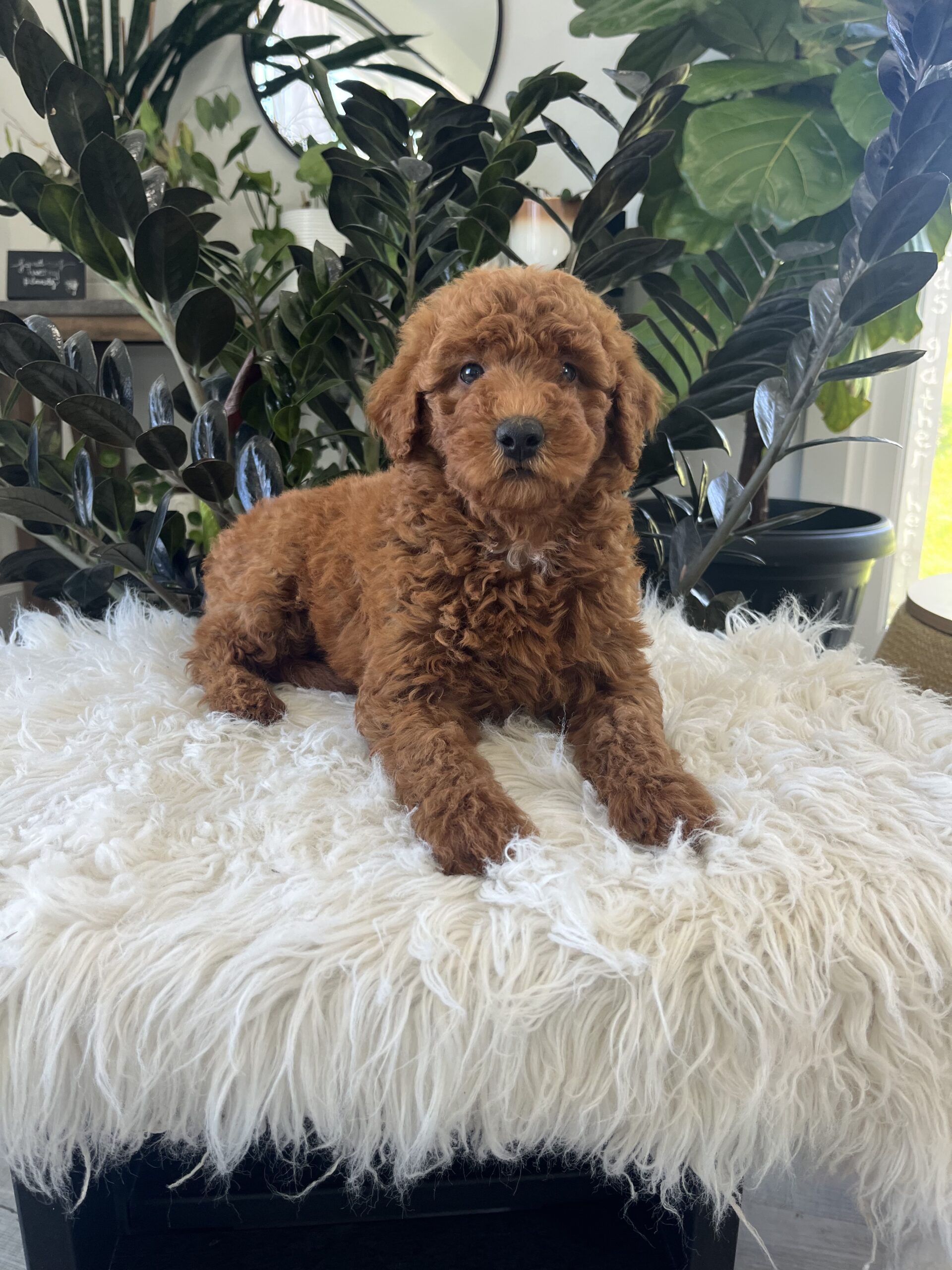 Amelia (F1b mini goldendoodle) - Image 5