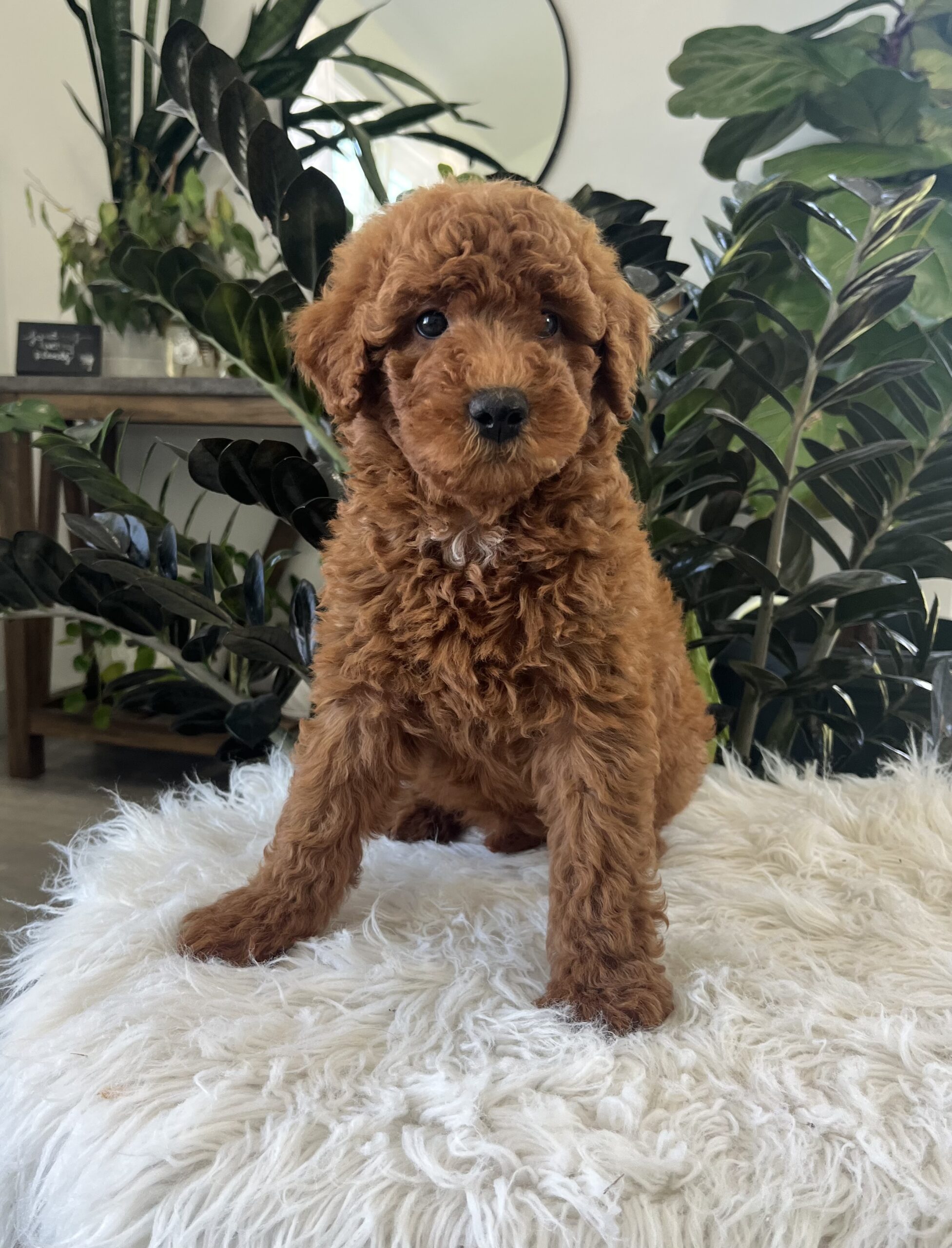 Amelia (F1b mini goldendoodle) - Image 2
