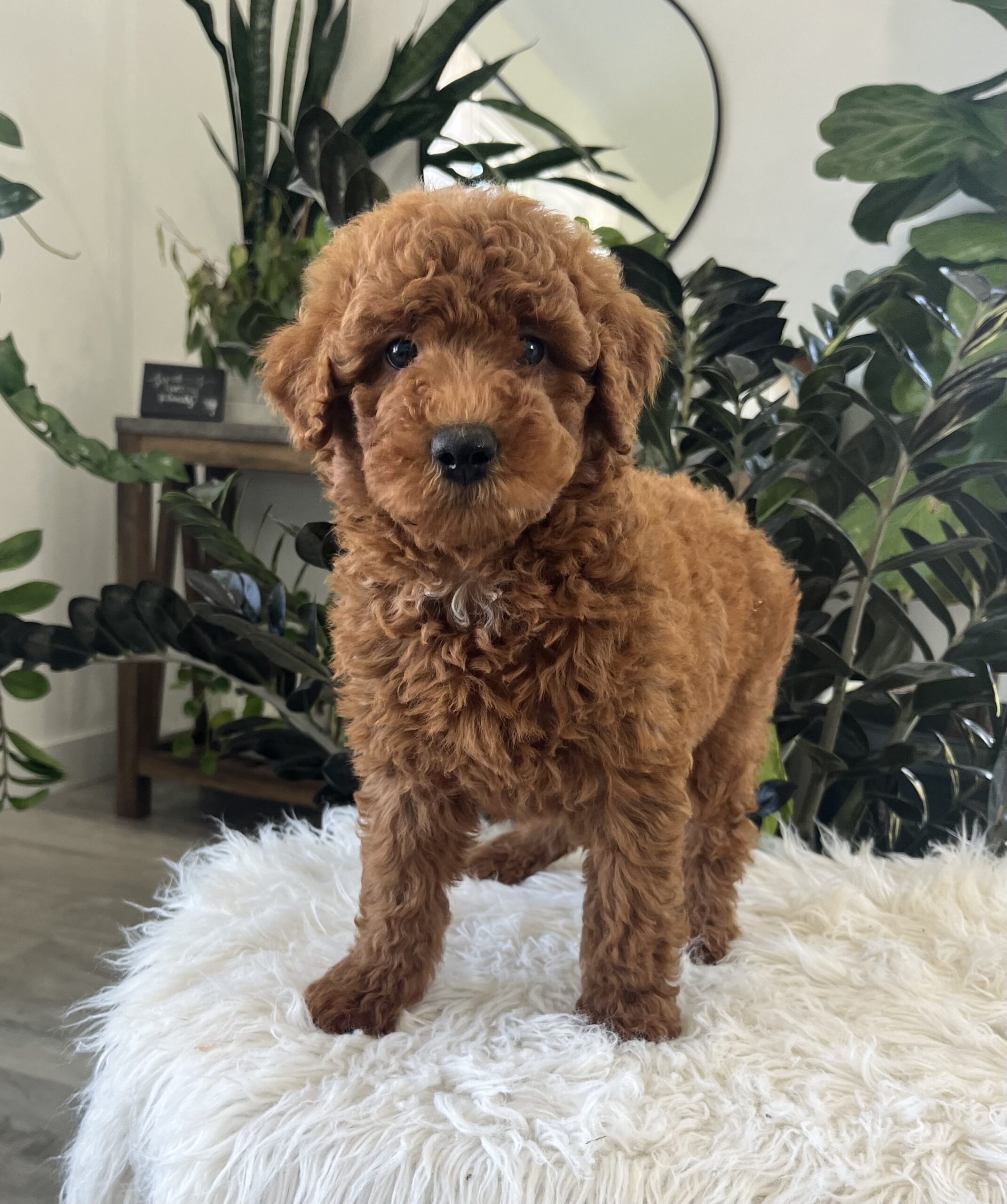Amelia (F1b mini goldendoodle) - Image 6