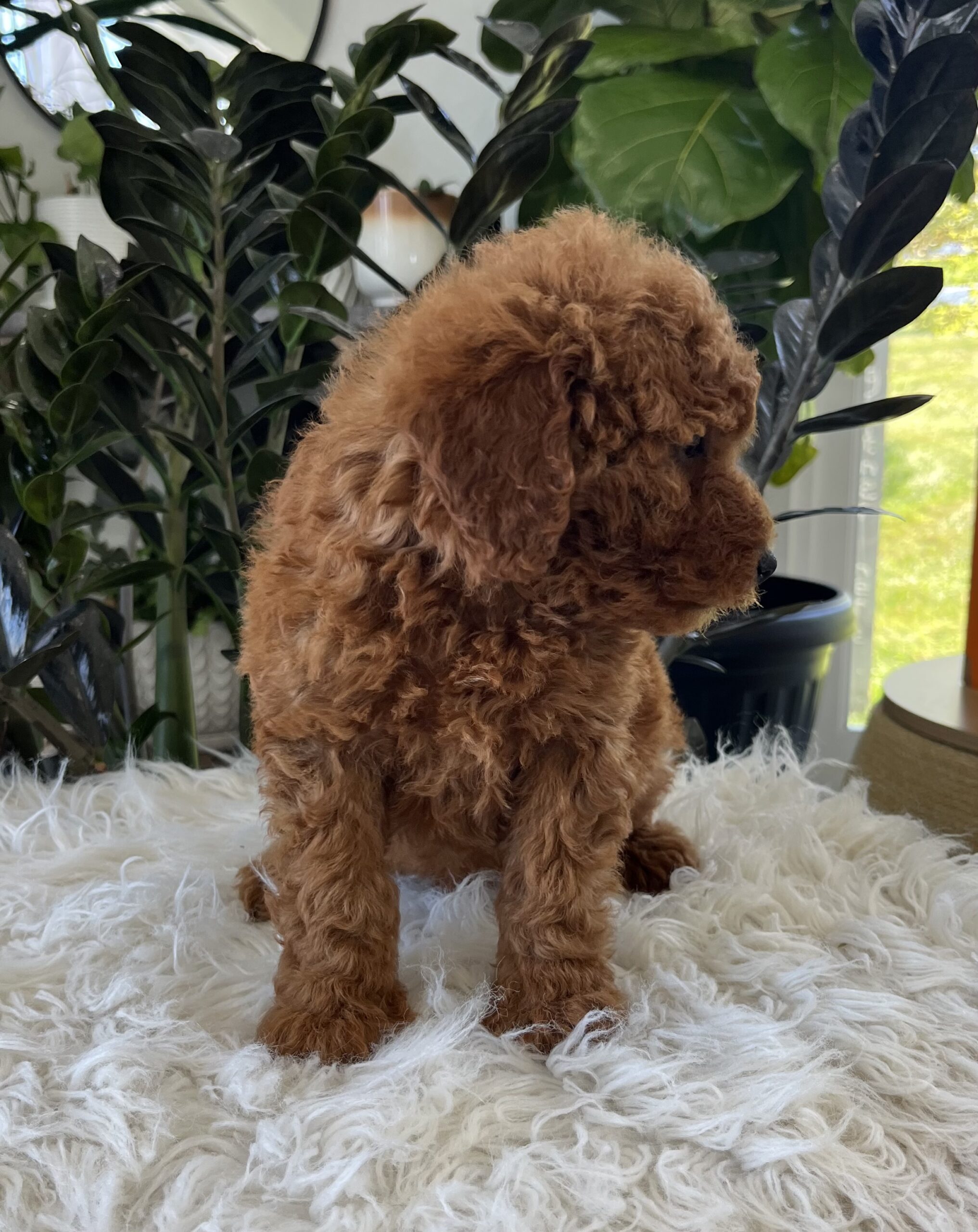 Adalee (F1b mini goldendoodle) - Image 5