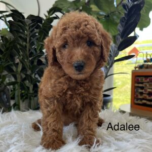 Adalee