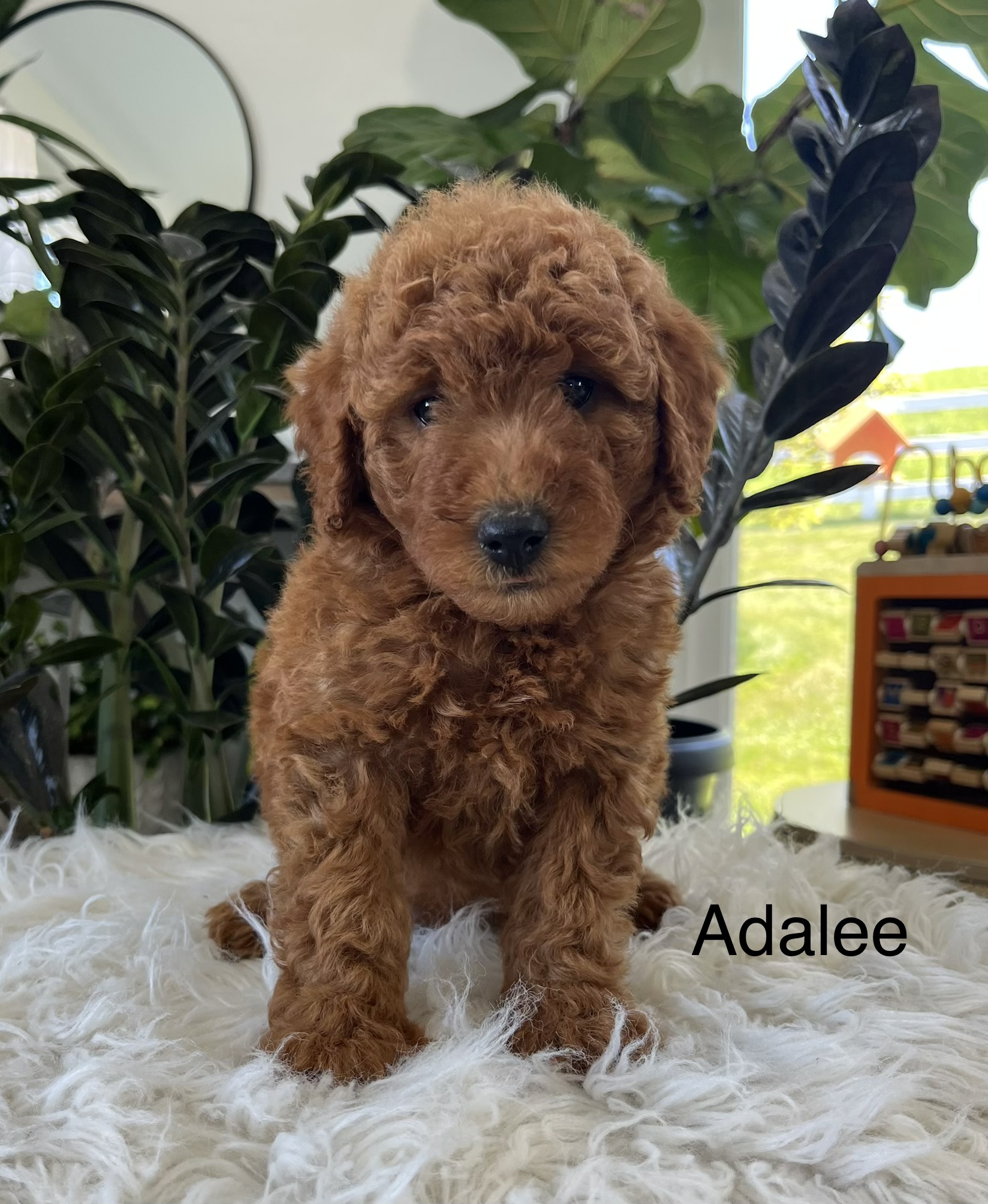Adalee