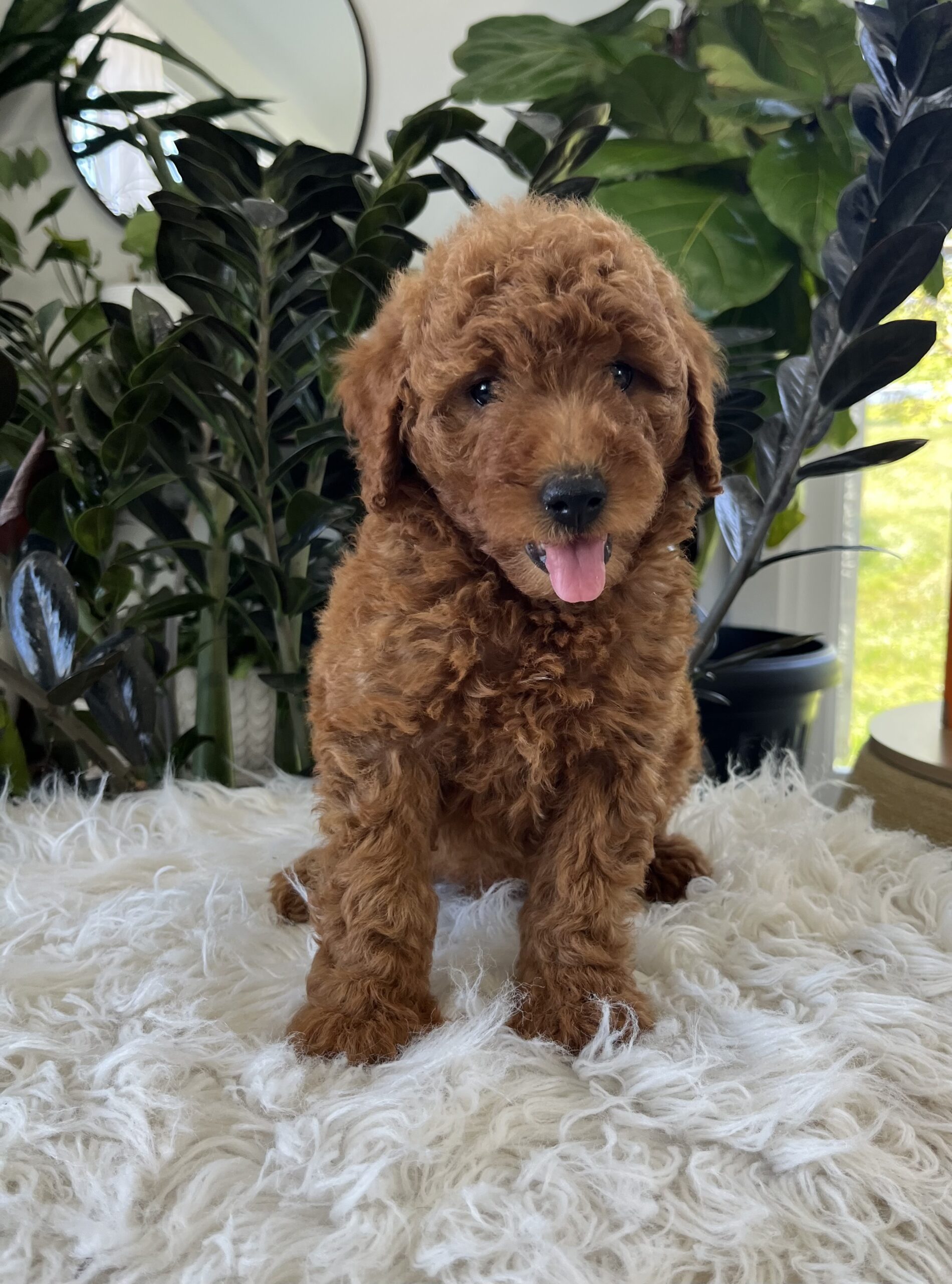 Adalee (F1b mini goldendoodle) - Image 2